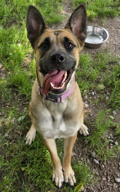 Lola, Adoptable, Young Female Shepherd & Mixed Breed.