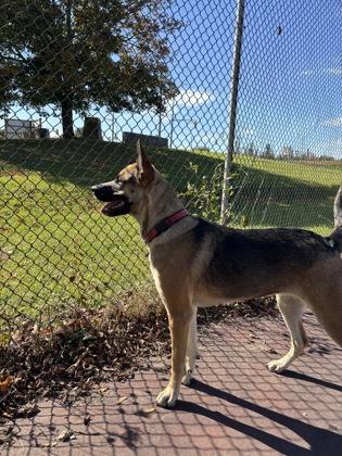 Enlarge Lola, a Adoptable mixed breed in Erin, ON image 2/3