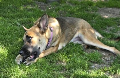 Enlarge Lola, a Adoptable mixed breed in Erin, ON image 2/3