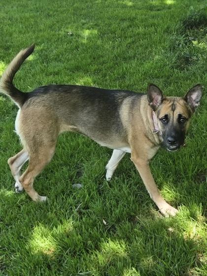 Enlarge Lola, a Adoptable mixed breed in Erin, ON image 3/3