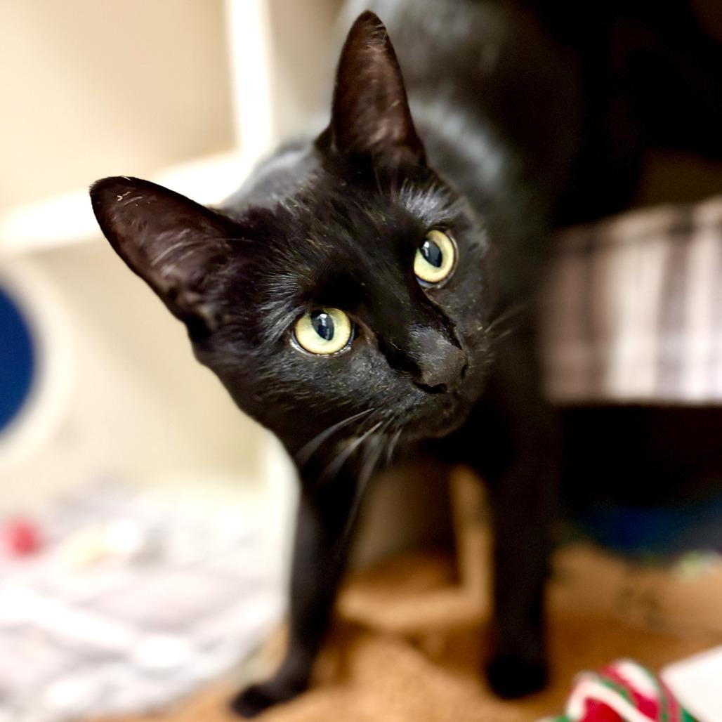 Enlarge Bastet, a Adoptable Domestic Short Hair in Fairport, NY image 1/1