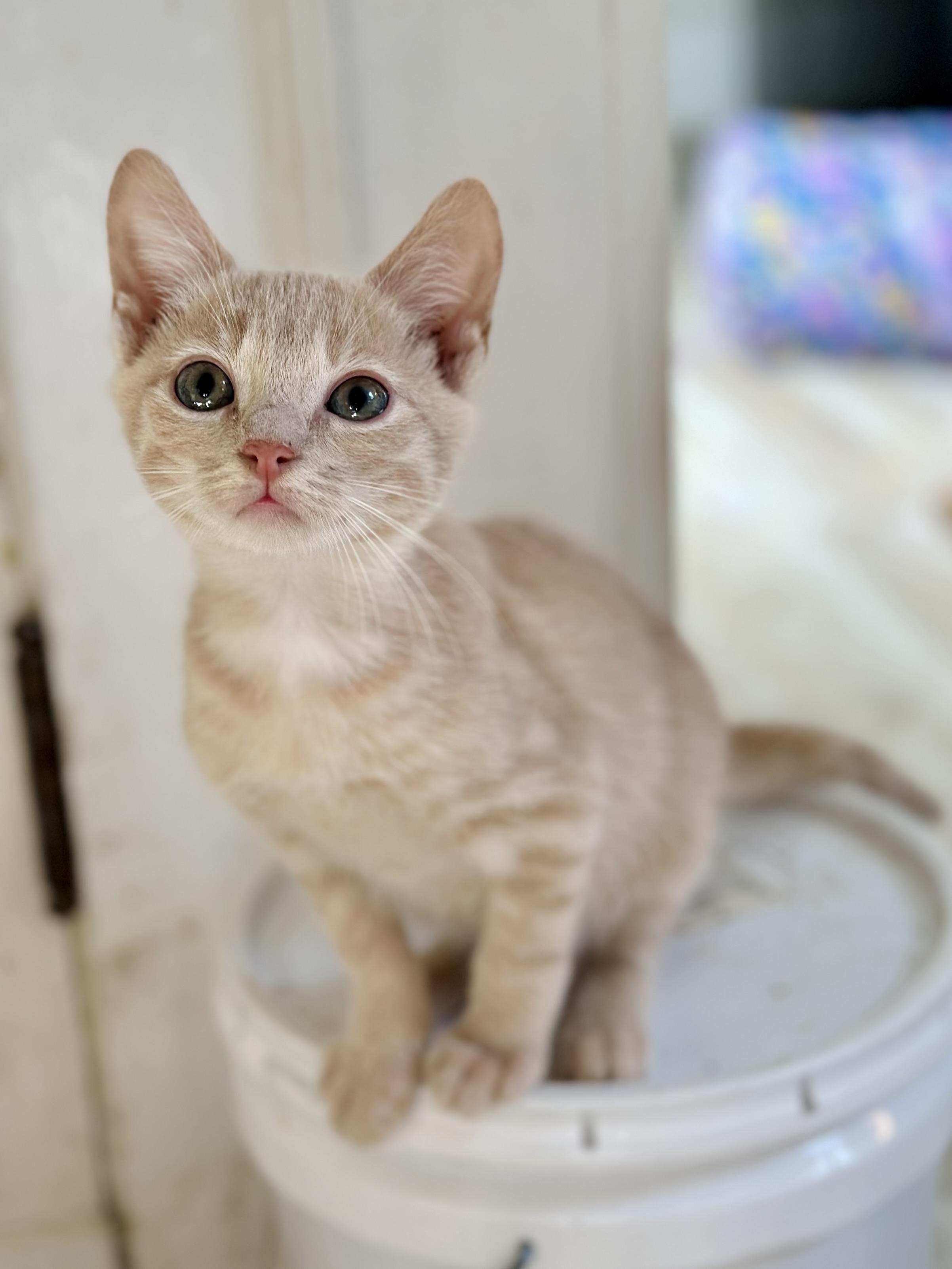 Enlarge Farmer, a Adoptable Domestic Short Hair in Suffolk, VA image 1/6
