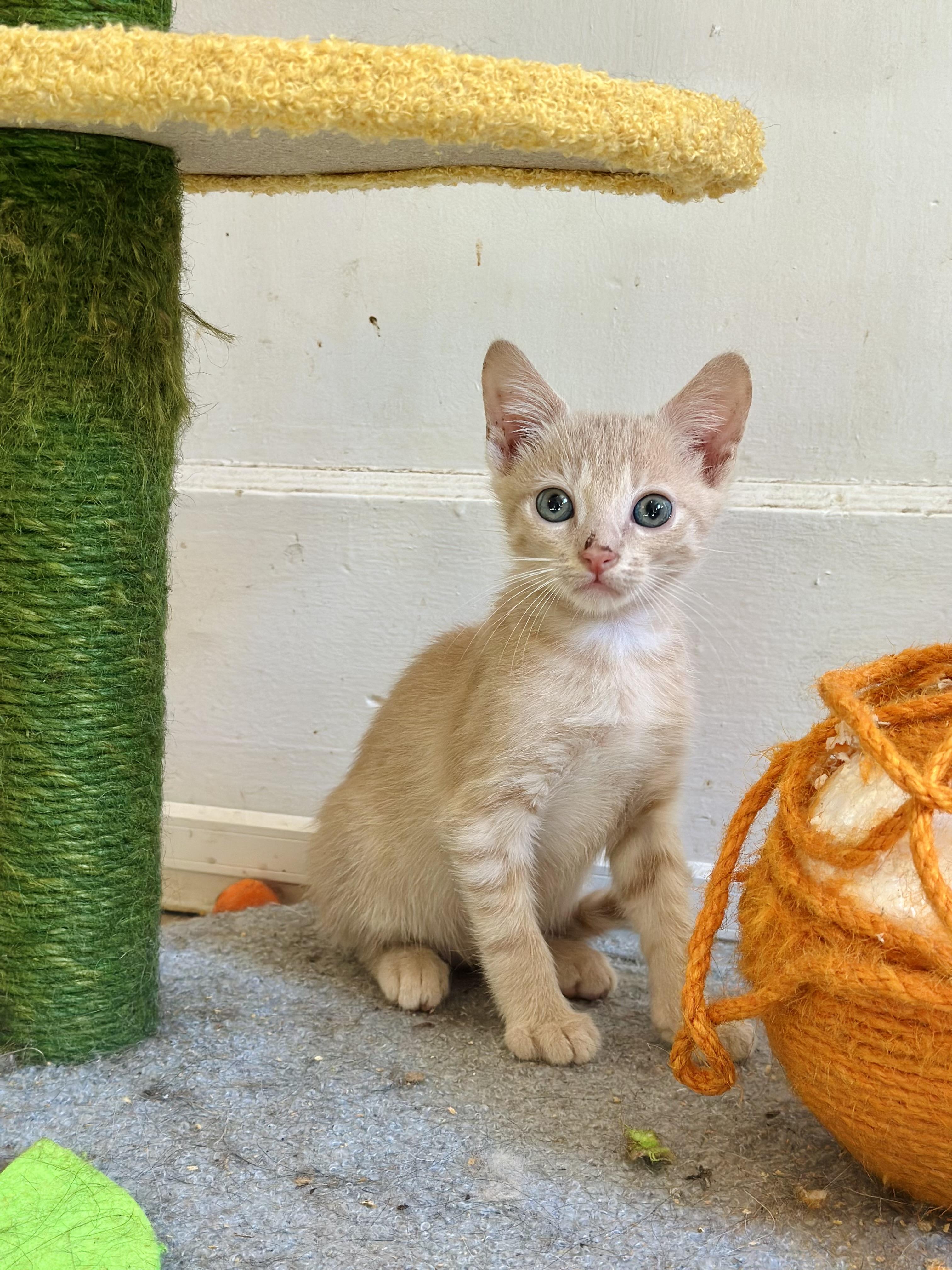 Farmer, Adoptable, Kitten Male Domestic Short Hair.