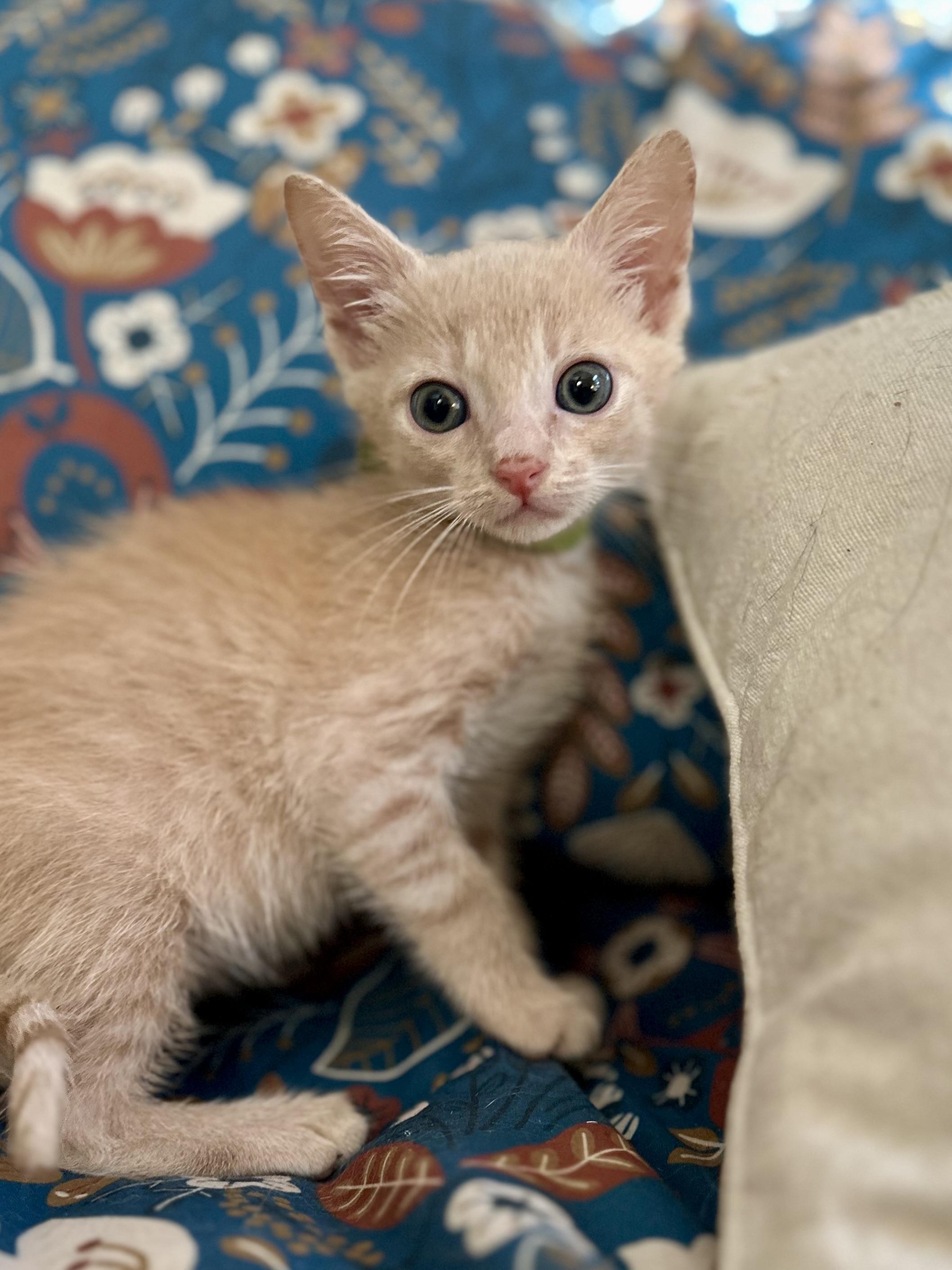 Enlarge Farmer, a Adoptable Domestic Short Hair in Suffolk, VA image 4/6
