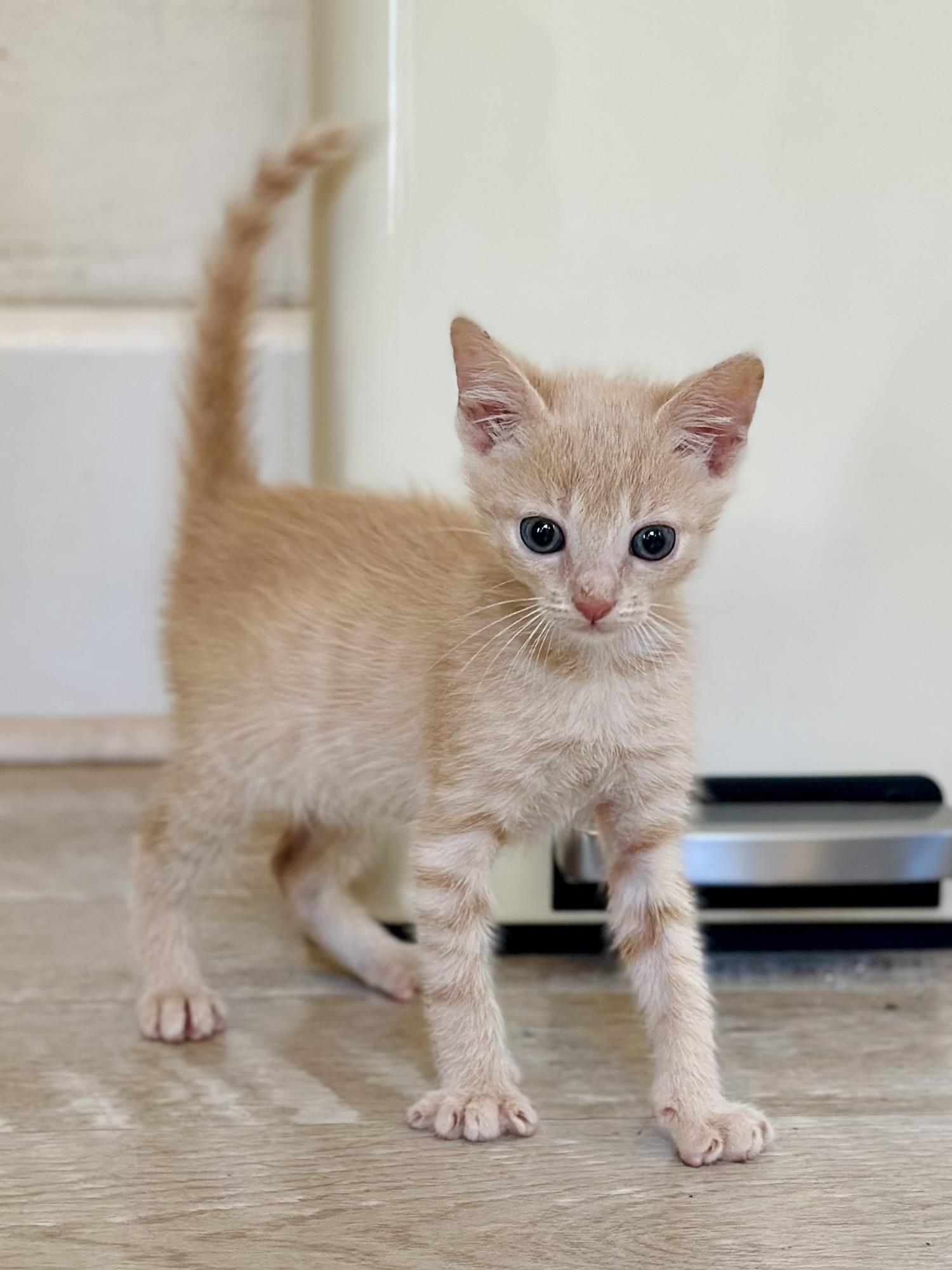 Enlarge Farmer, a Adoptable Domestic Short Hair in Suffolk, VA image 3/6