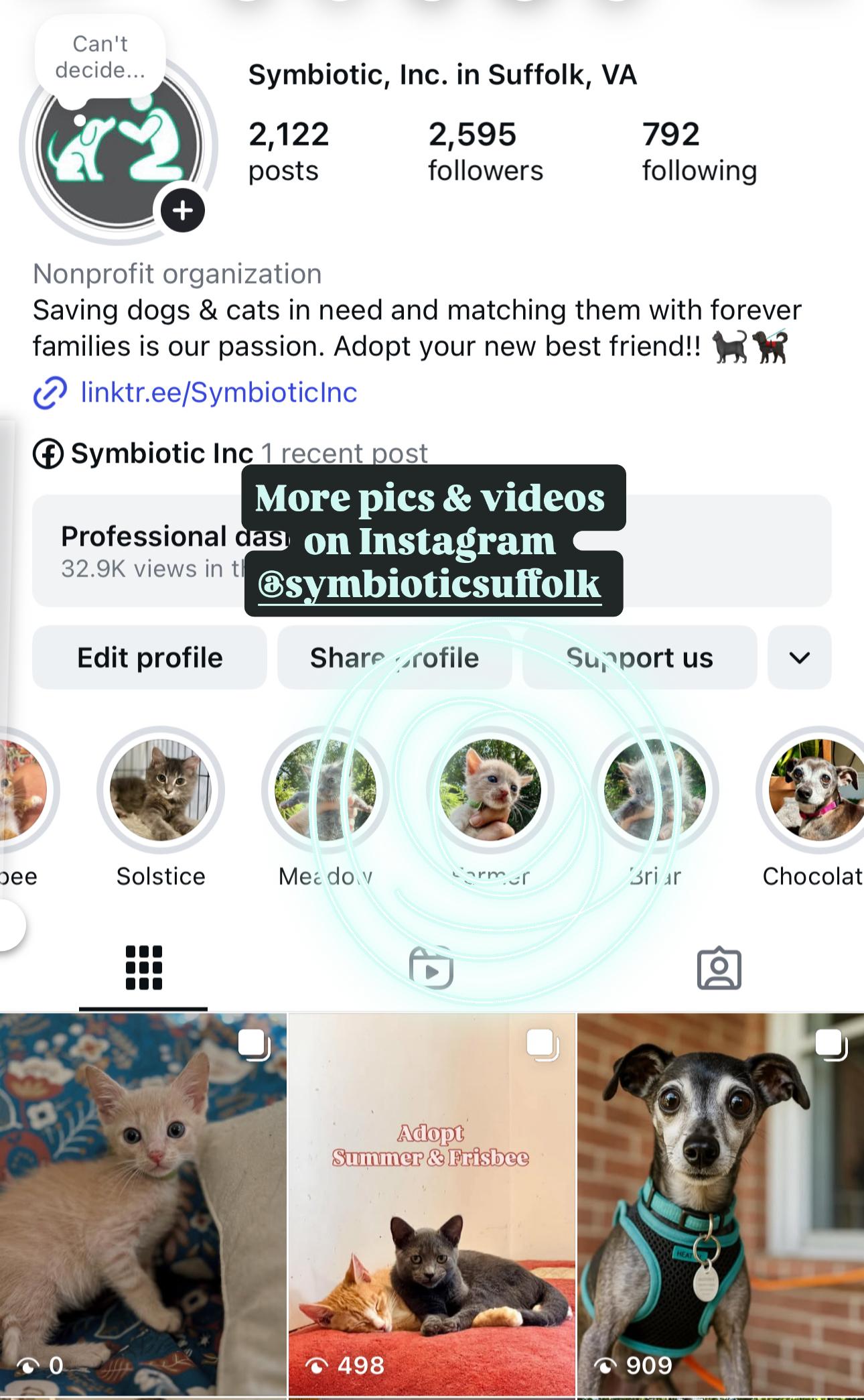 Enlarge Farmer, a Adoptable Domestic Short Hair in Suffolk, VA image 6/6