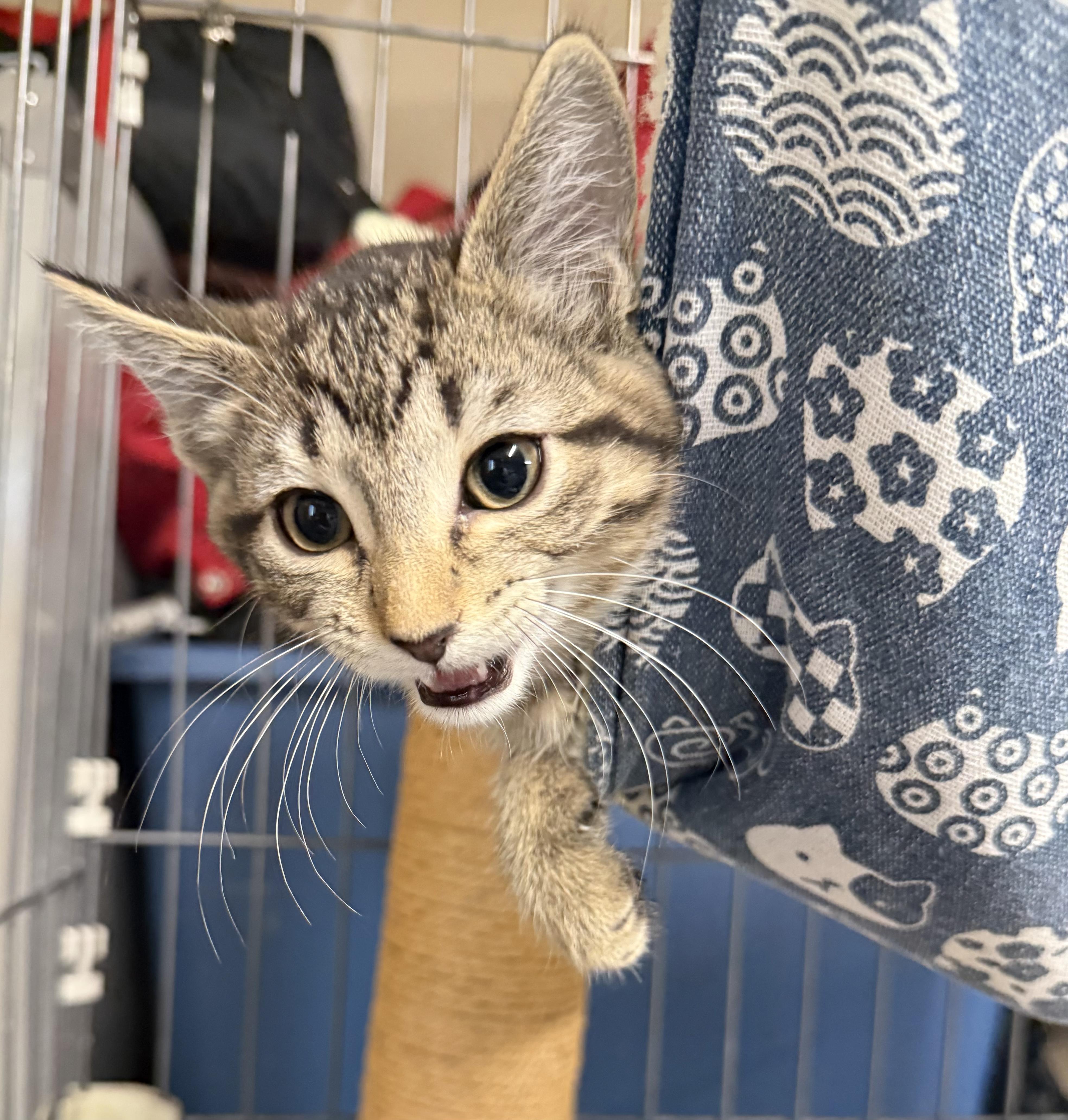 Enlarge Beach Ball, a Adoptable Domestic Short Hair in Fort Collins, CO image 4/4