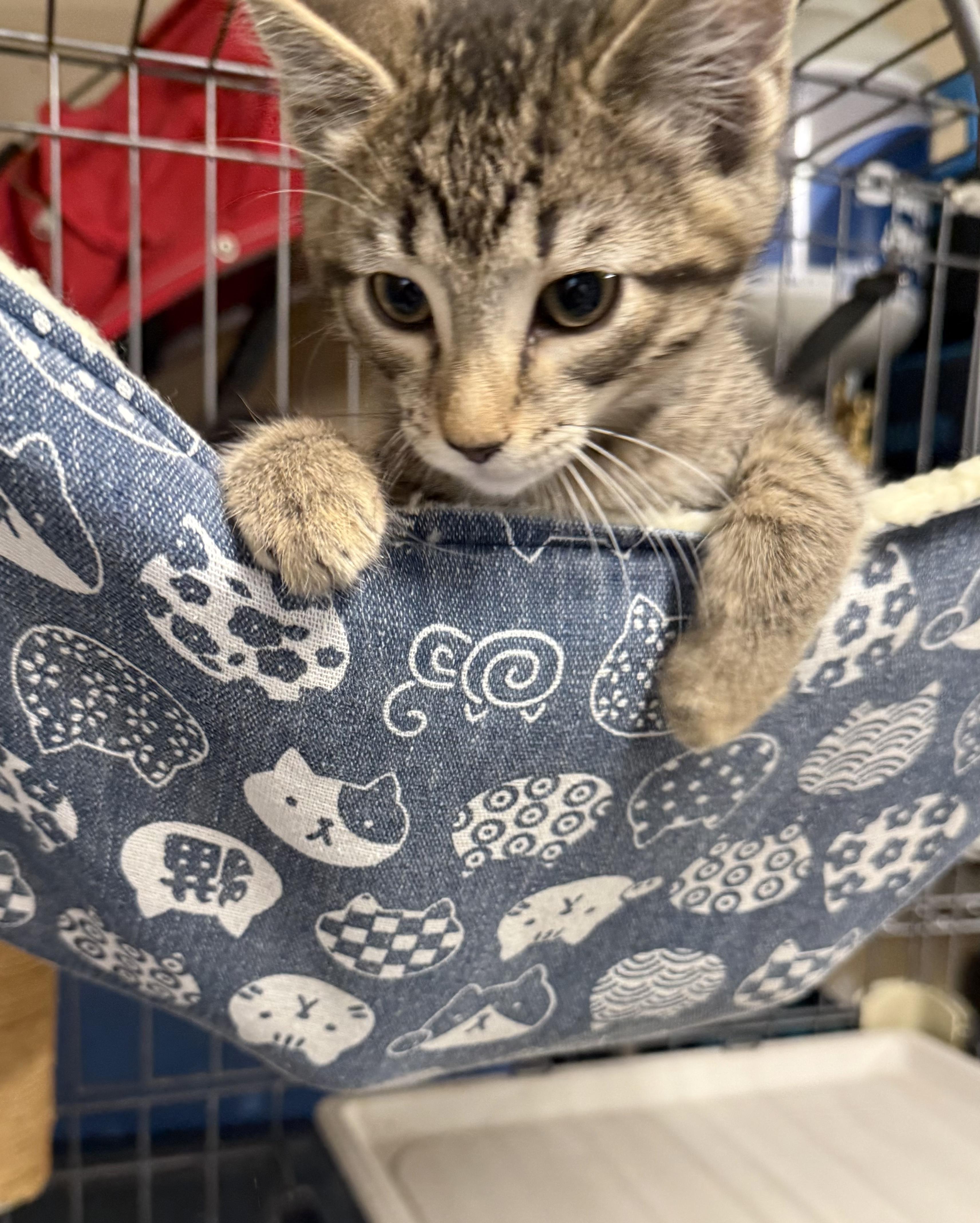 Beach Ball, Adoptable, Kitten Male Domestic Short Hair.