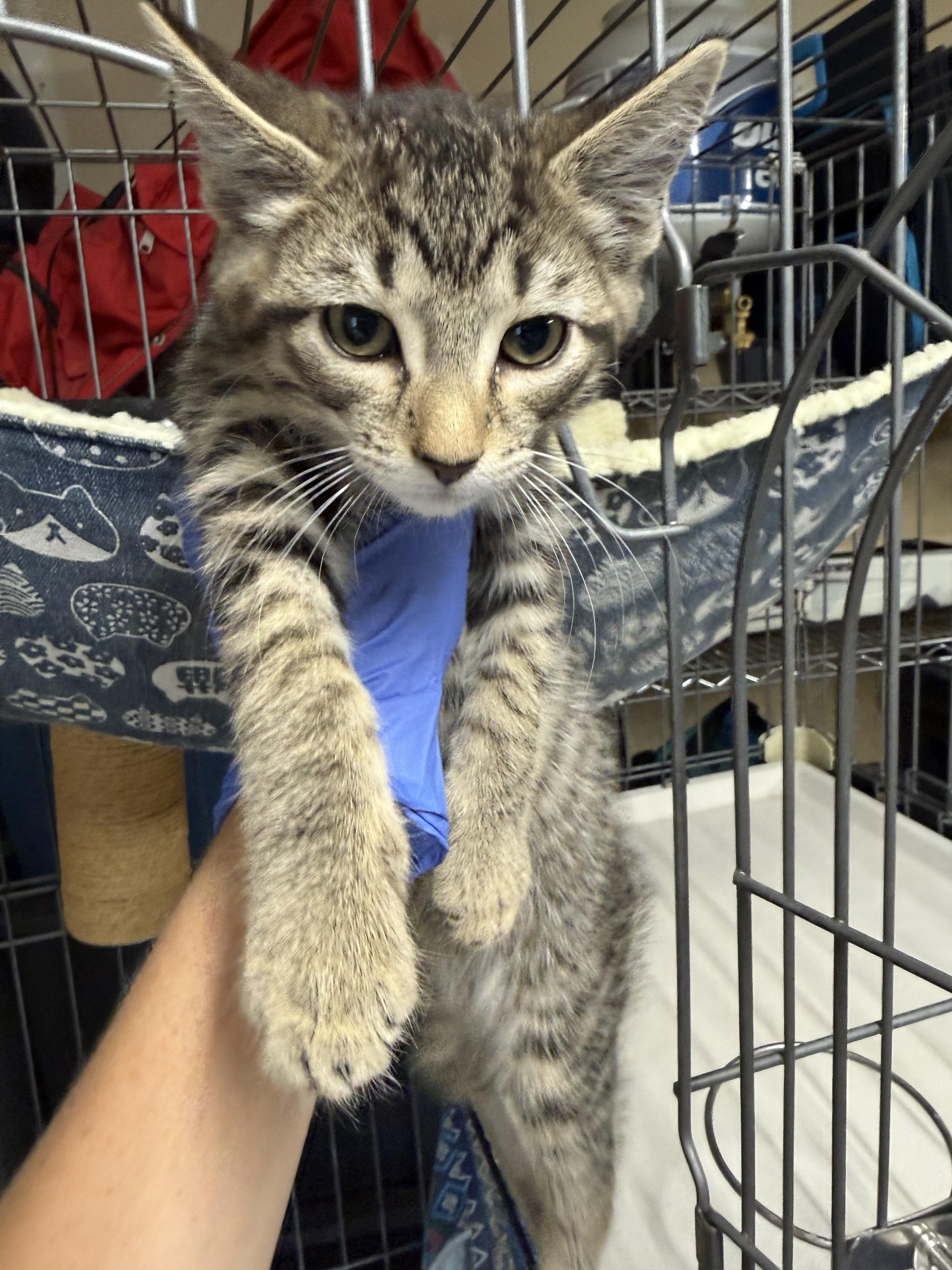 Enlarge Beach Ball, a Adoptable Domestic Short Hair in Fort Collins, CO image 3/4