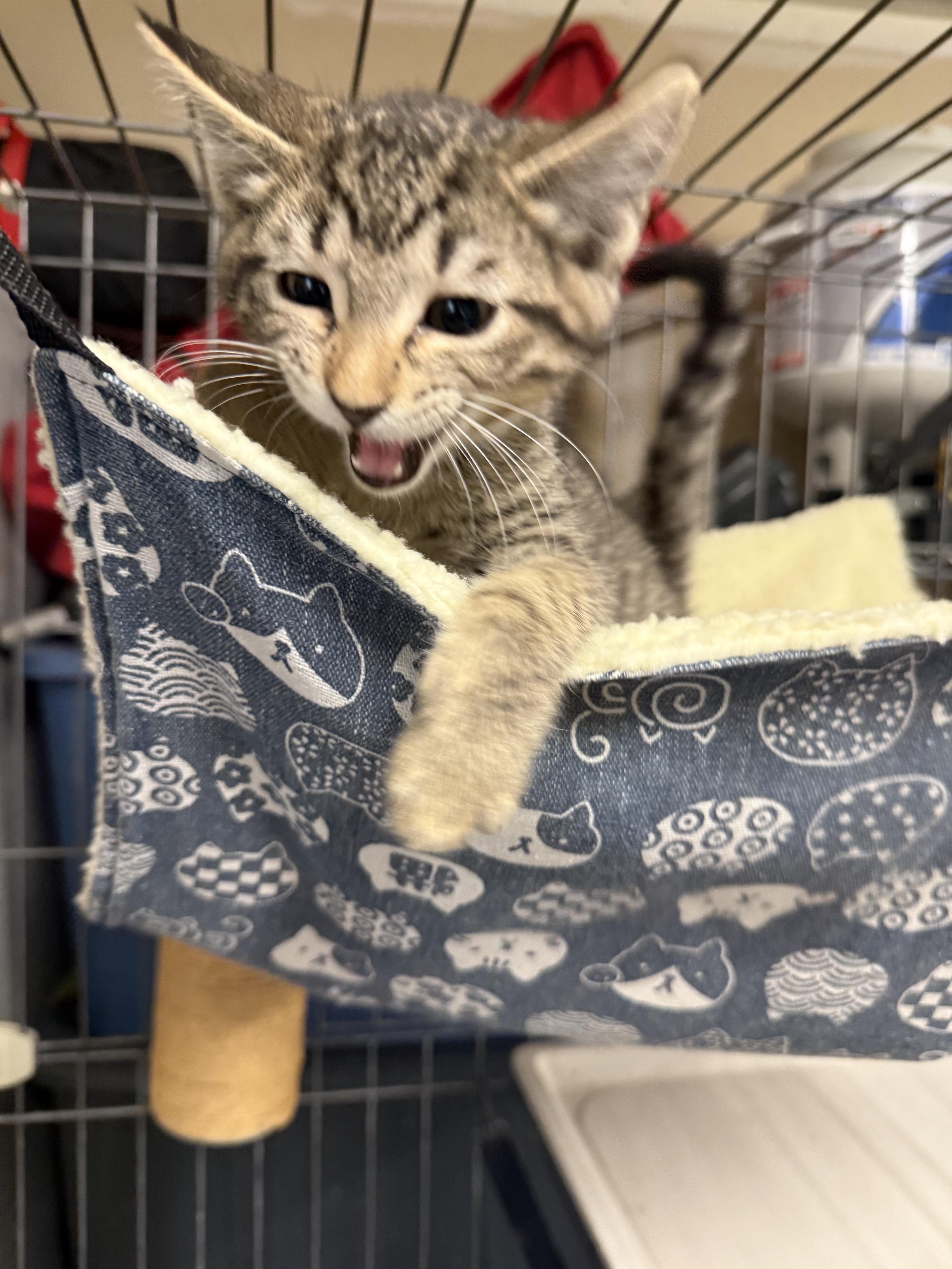 Enlarge Beach Ball, a Adoptable Domestic Short Hair in Fort Collins, CO image 2/4