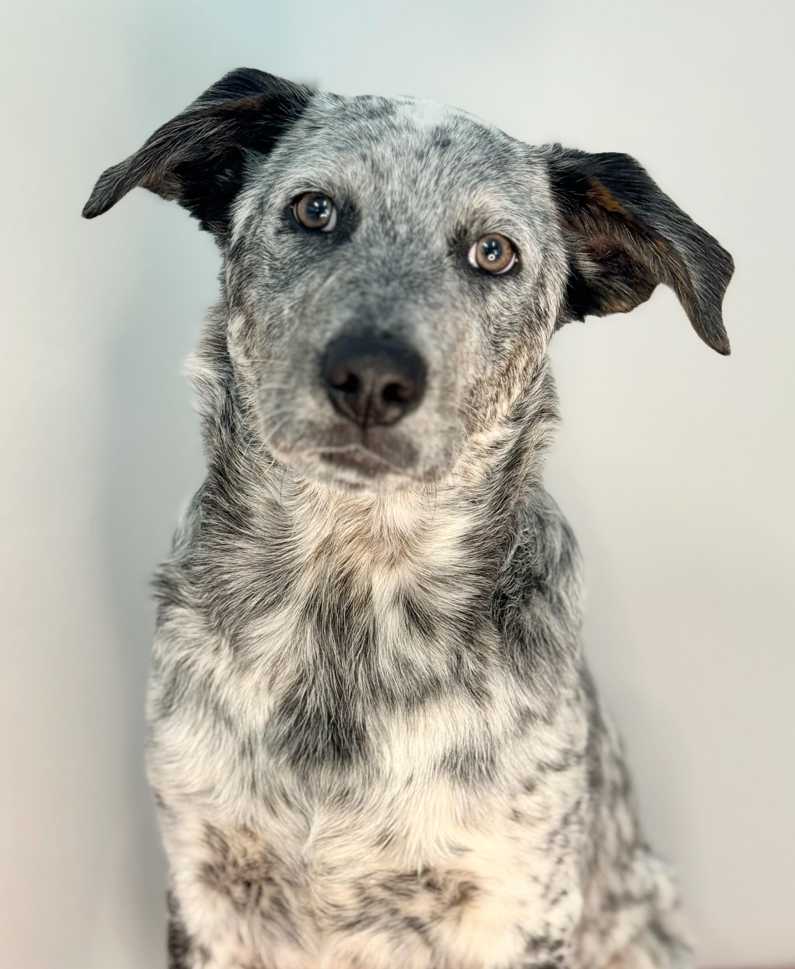 Enlarge Emmitt, a Adopted mixed breed in Richmond, VA image 1/4