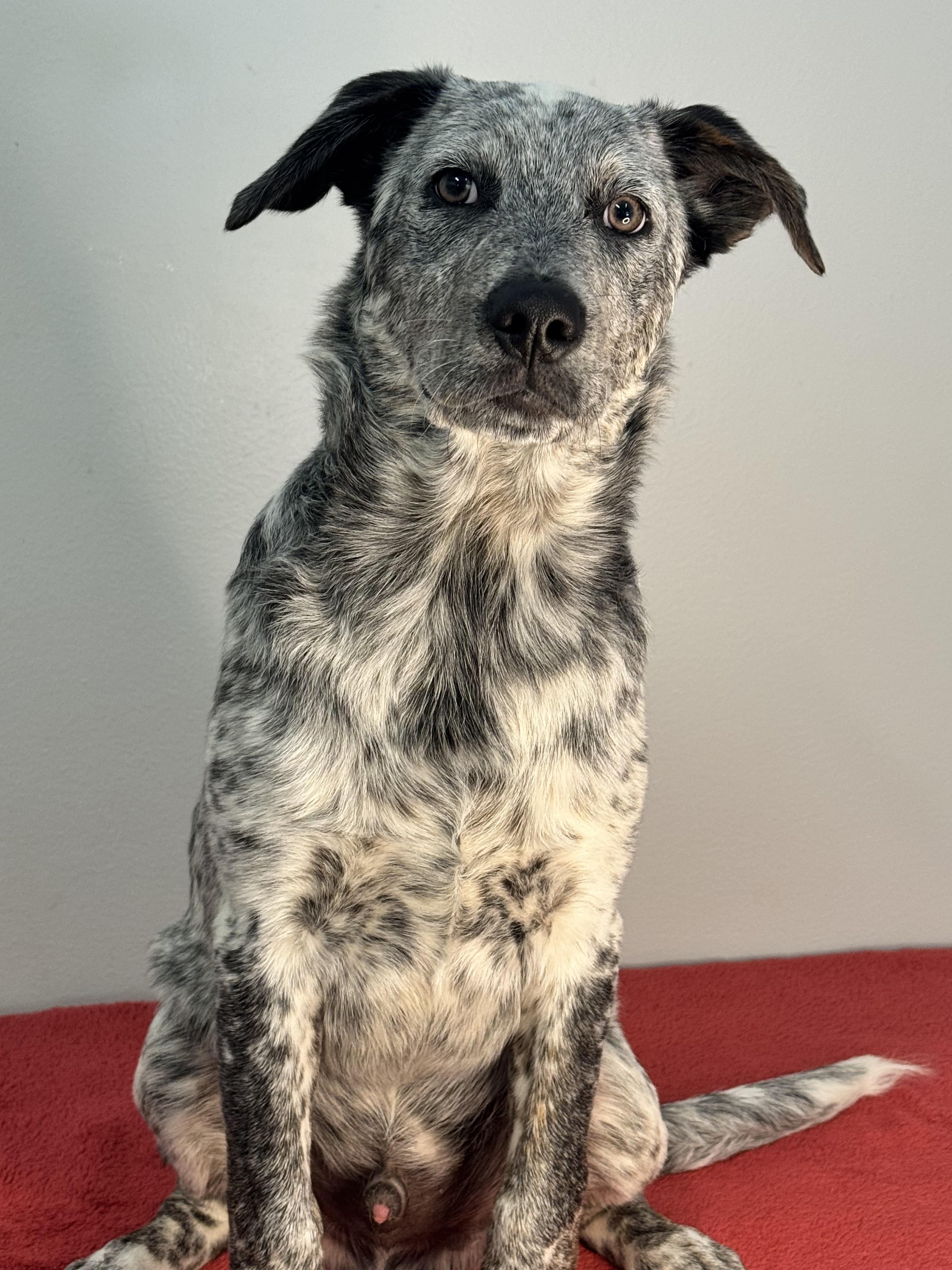 Enlarge Emmitt, a Adopted mixed breed in Richmond, VA image 4/4