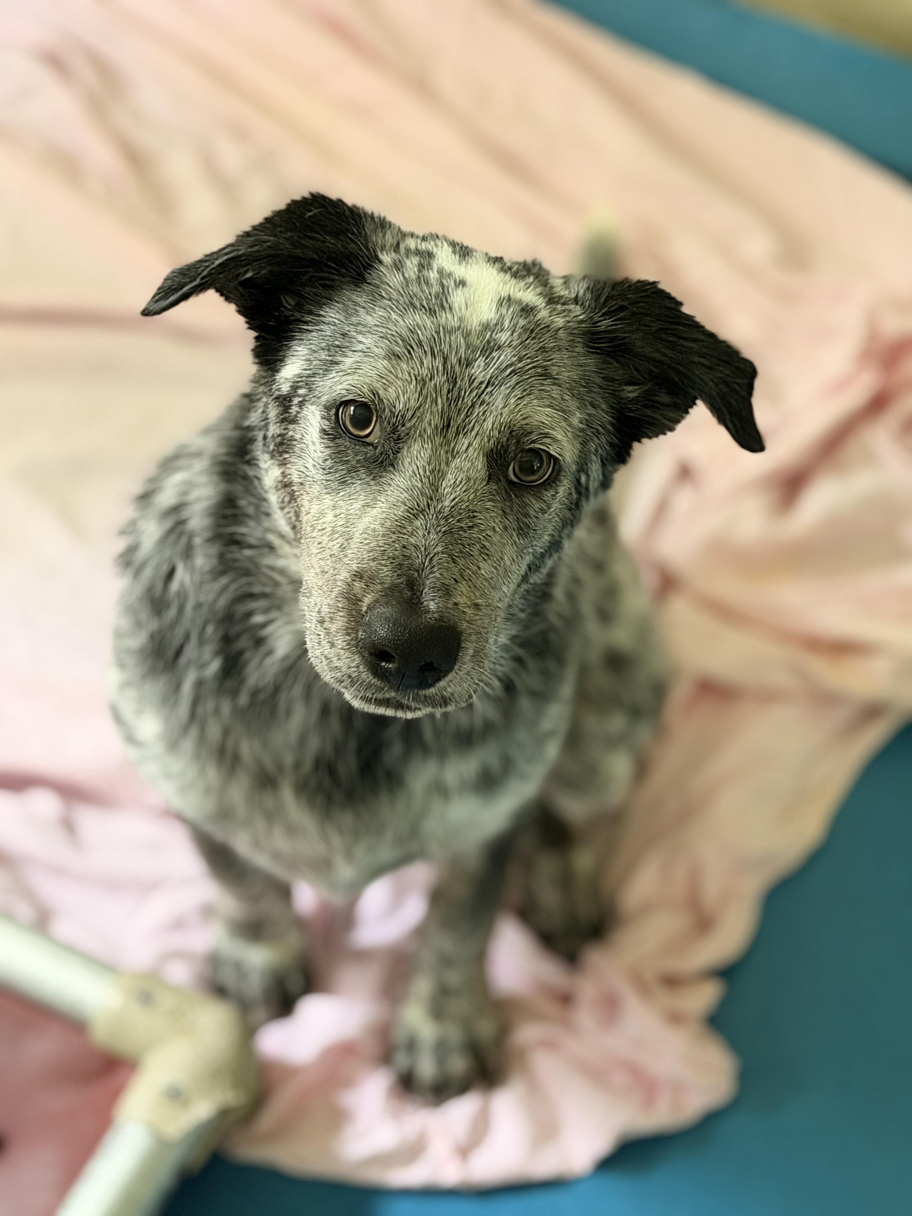 Enlarge Emmitt, a Adopted mixed breed in Richmond, VA image 2/4