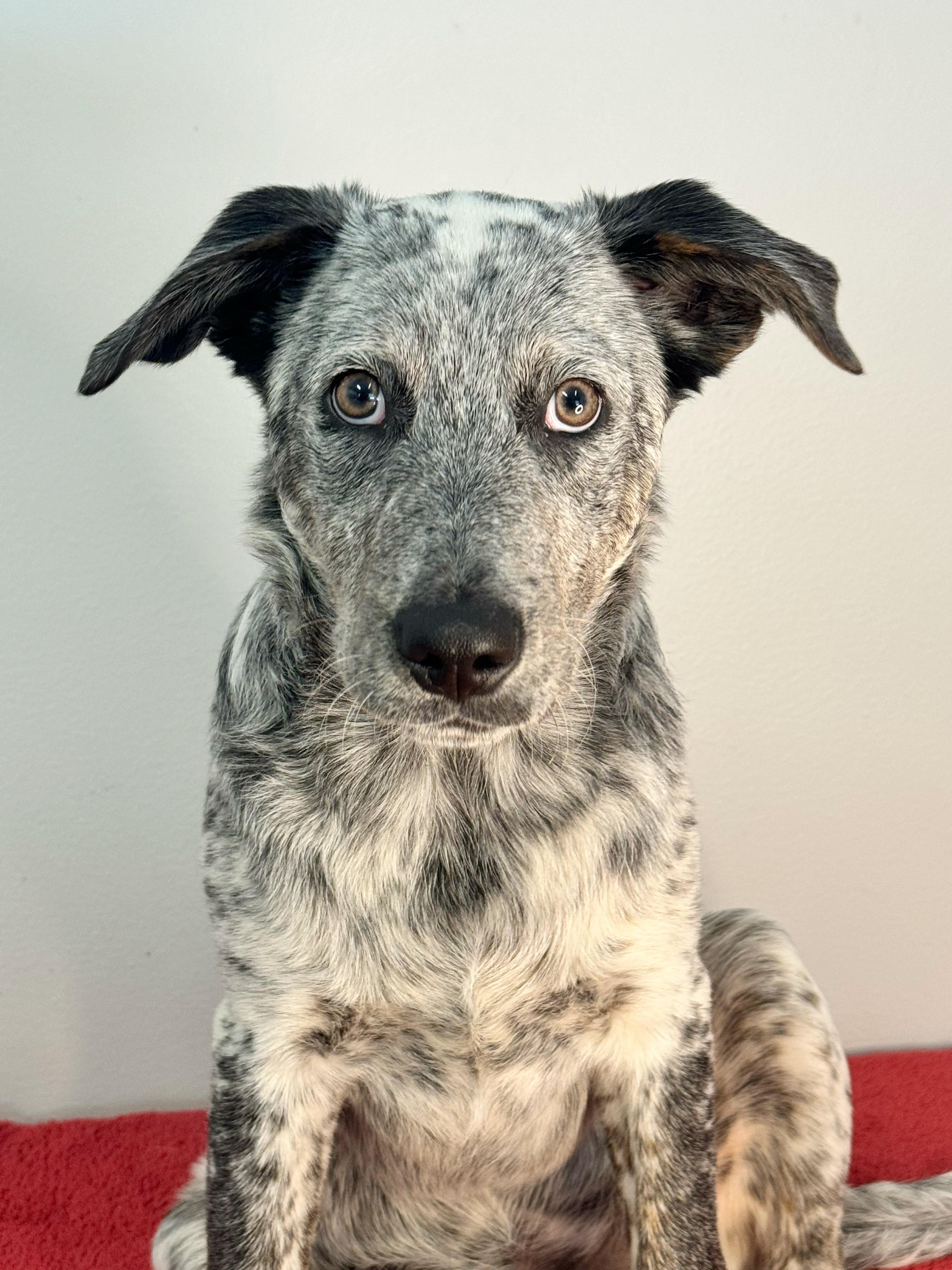 Enlarge Emmitt, a Adopted mixed breed in Richmond, VA image 3/4