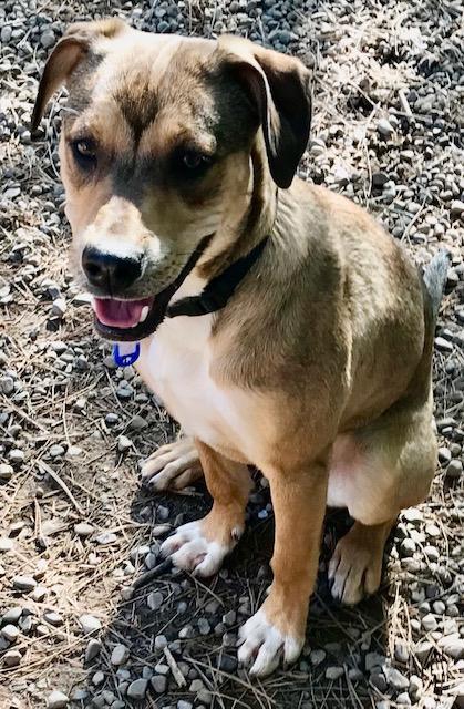 Bonnie, ADOPTABLE, Young Female Beagle & Black Mouth Cur.
