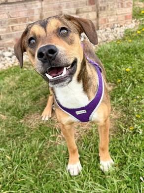 Enlarge Bonnie, a ADOPTABLE mixed breed in Honeoye Falls, NY image 2/2
