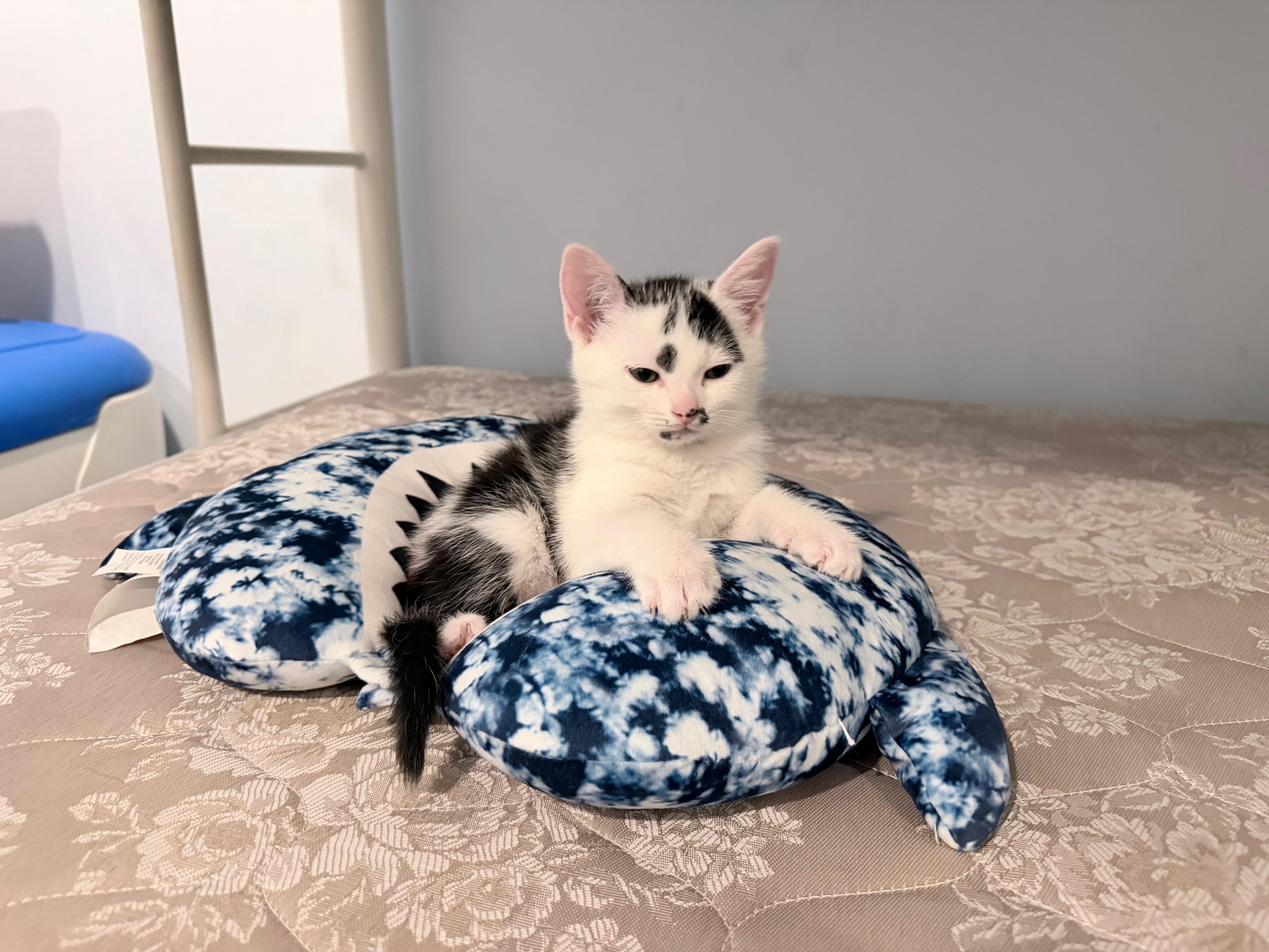 Cream, Adopted, Kitten Male Domestic Short Hair.