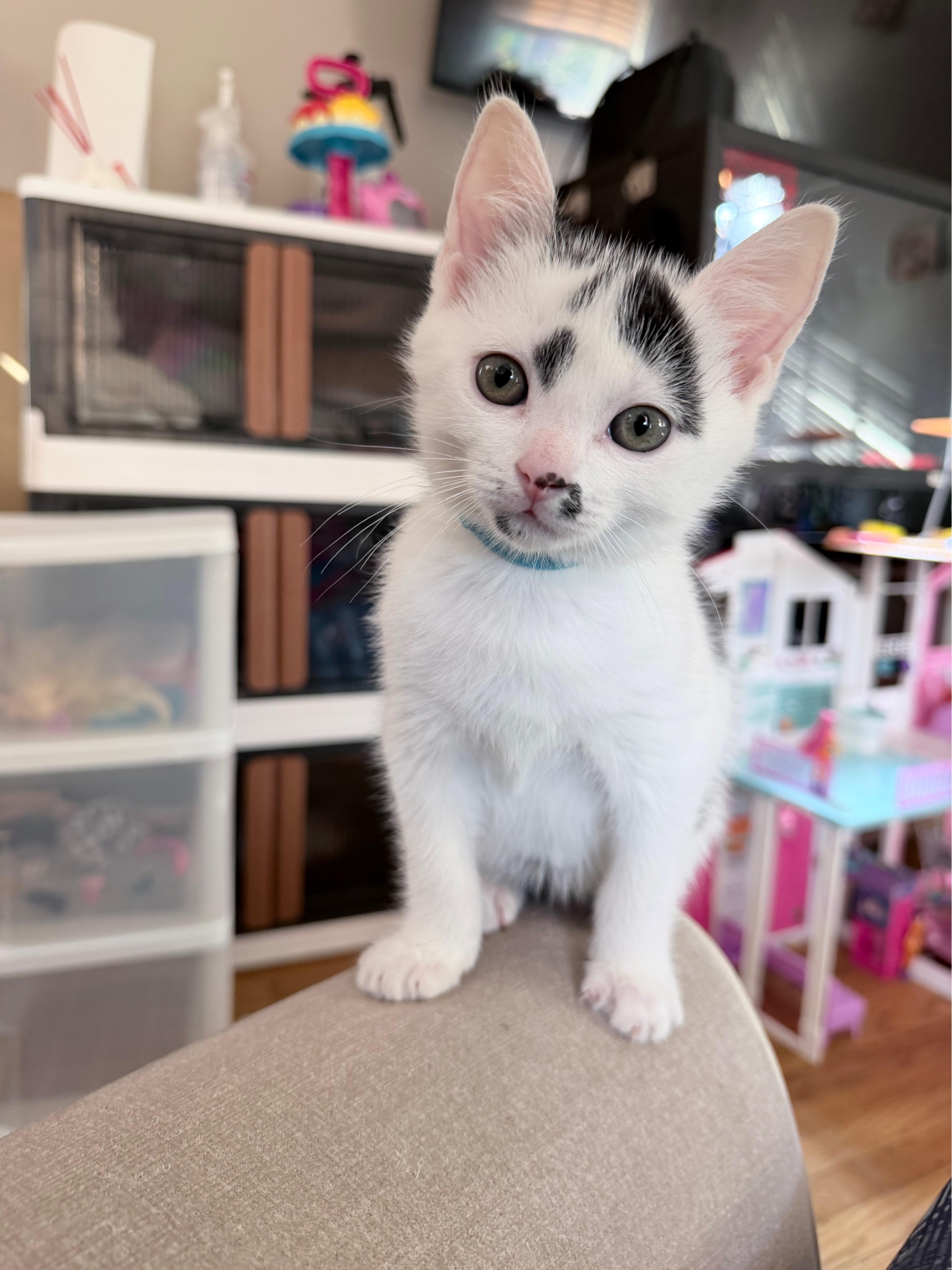 Enlarge Cream, a Adopted Domestic Short Hair in Philadelphia, PA image 3/4