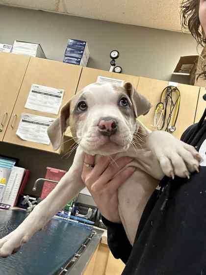 Enlarge Link, a Adoptable mixed breed in Munster, IN image 1/1