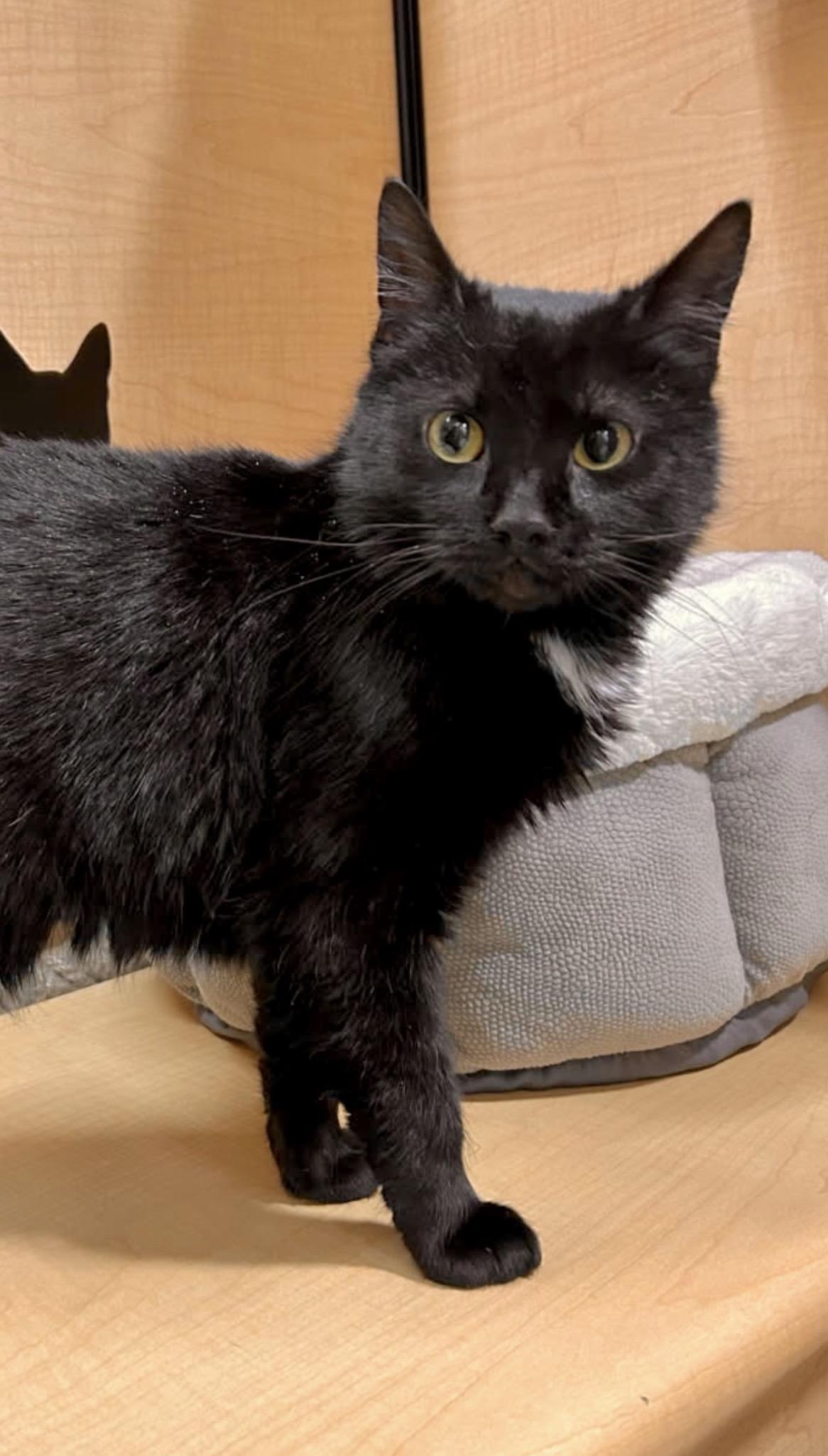 Enlarge Eleanor, an adopted Domestic Medium Hair in Liverpool, NY image 5/5