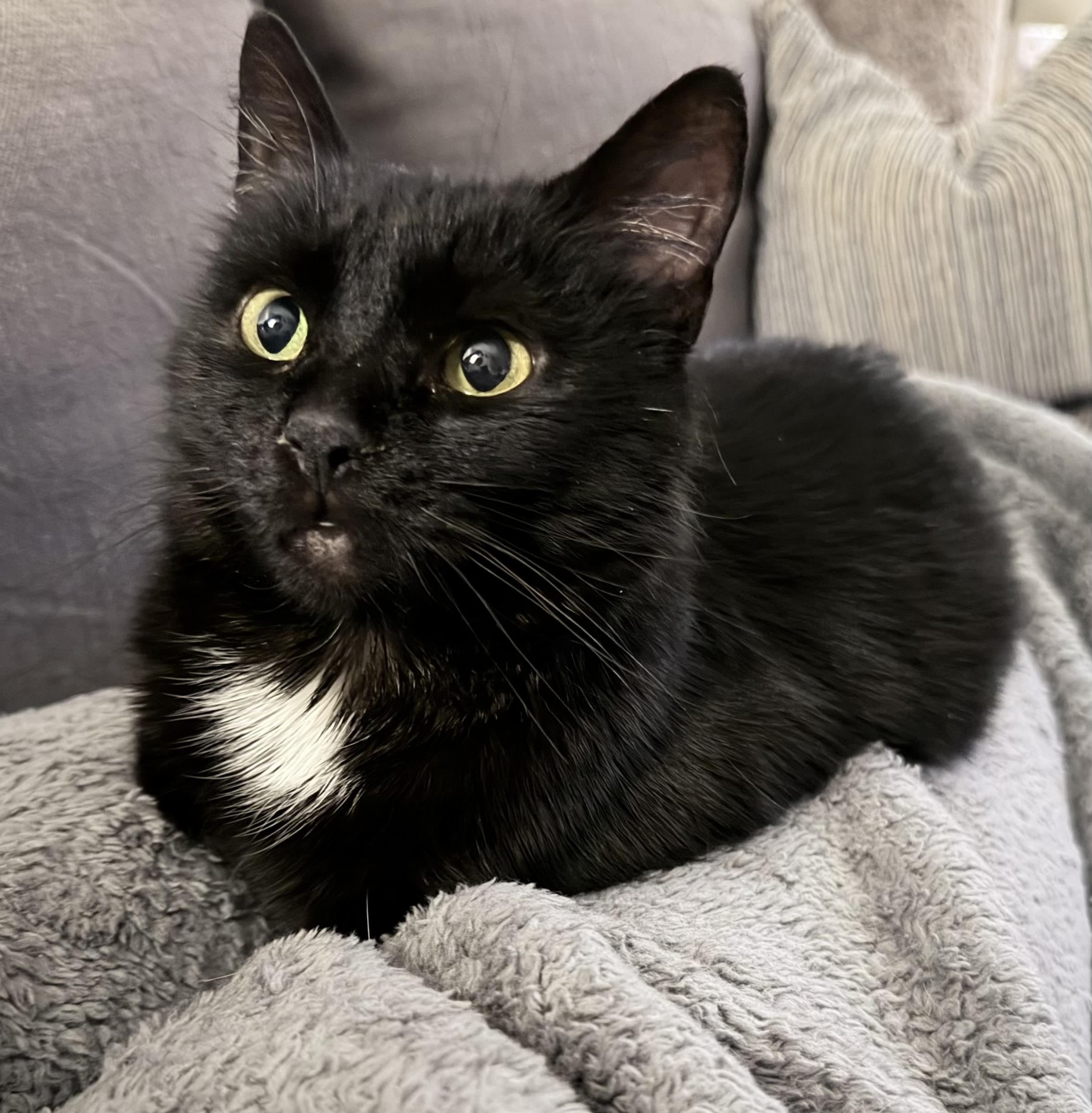 Enlarge Eleanor, an adopted Domestic Medium Hair in Liverpool, NY image 2/5