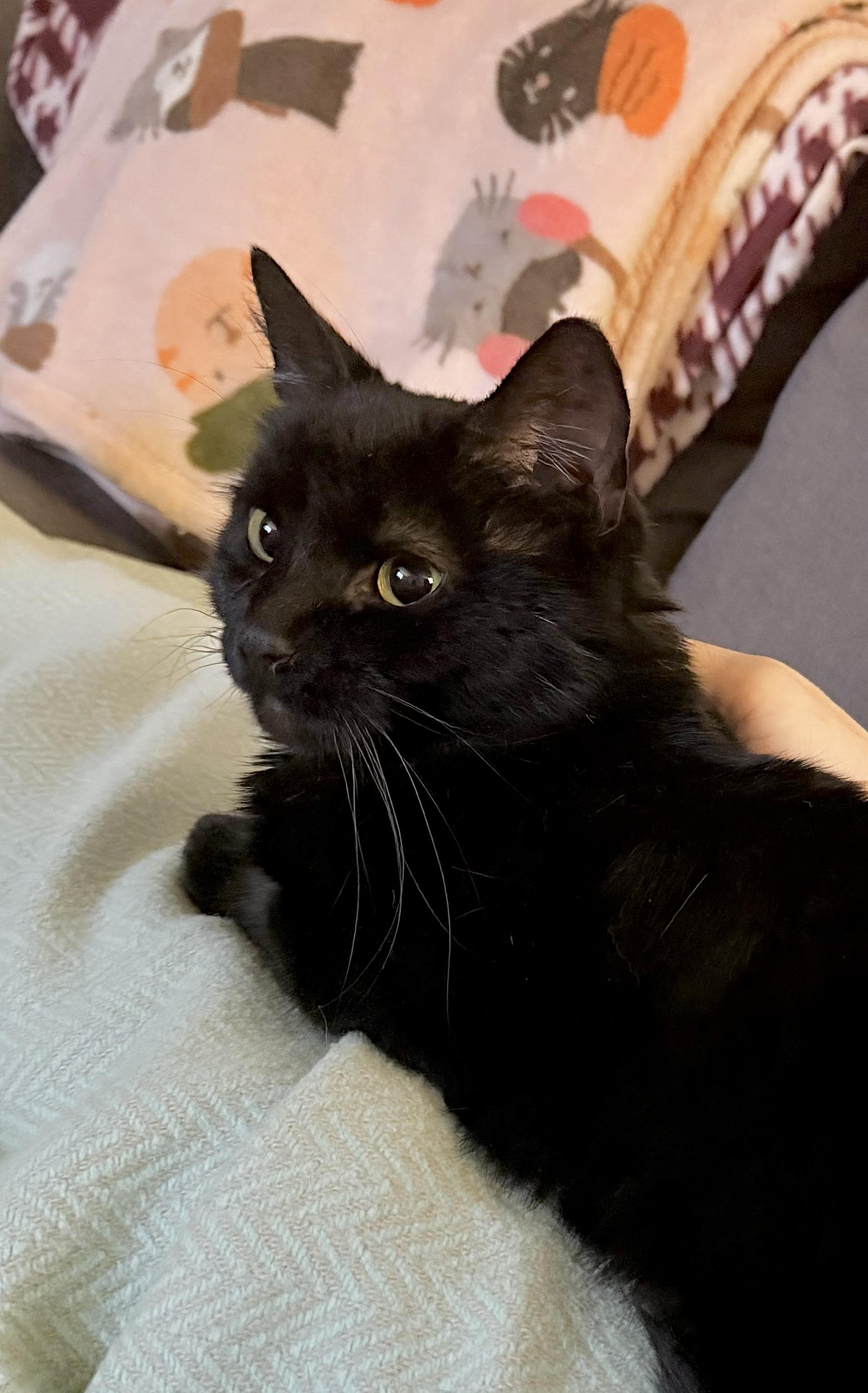 Enlarge Eleanor, an adopted Domestic Medium Hair in Liverpool, NY image 3/5