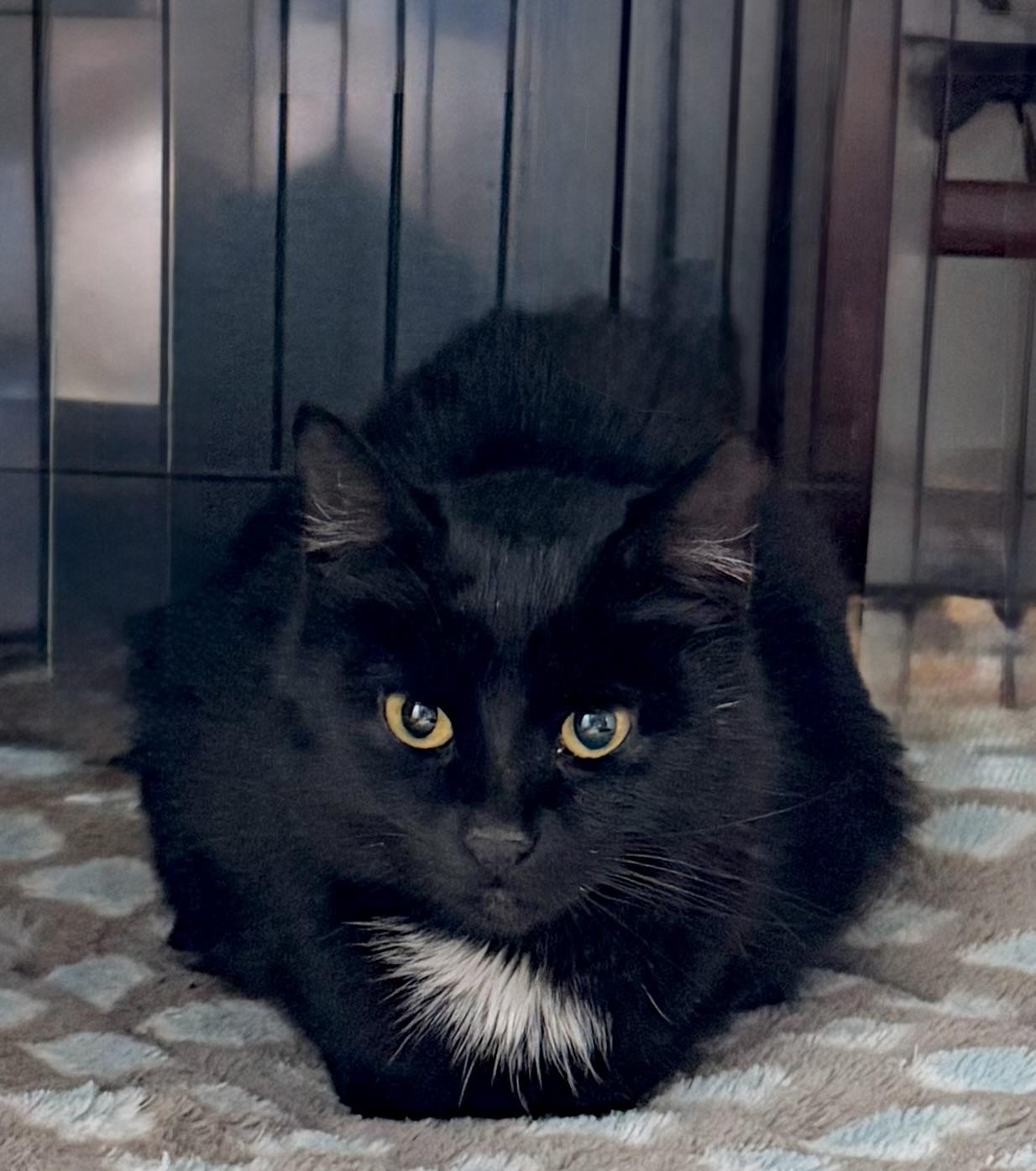 Enlarge Eleanor, an adopted Domestic Medium Hair in Liverpool, NY image 4/5