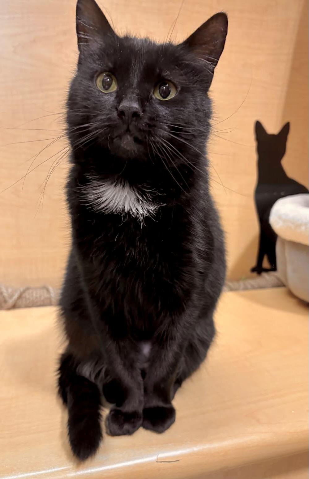 Enlarge Eleanor, an adopted Domestic Medium Hair in Liverpool, NY image 1/5