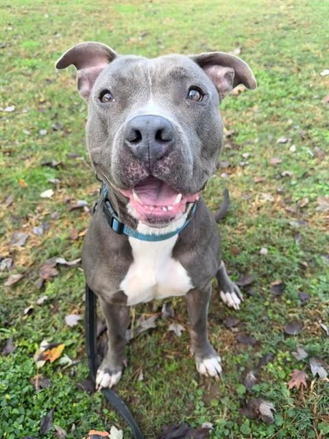 Enlarge SERINA, a Adoptable Pit Bull Terrier in Tallahassee, FL image 1/3