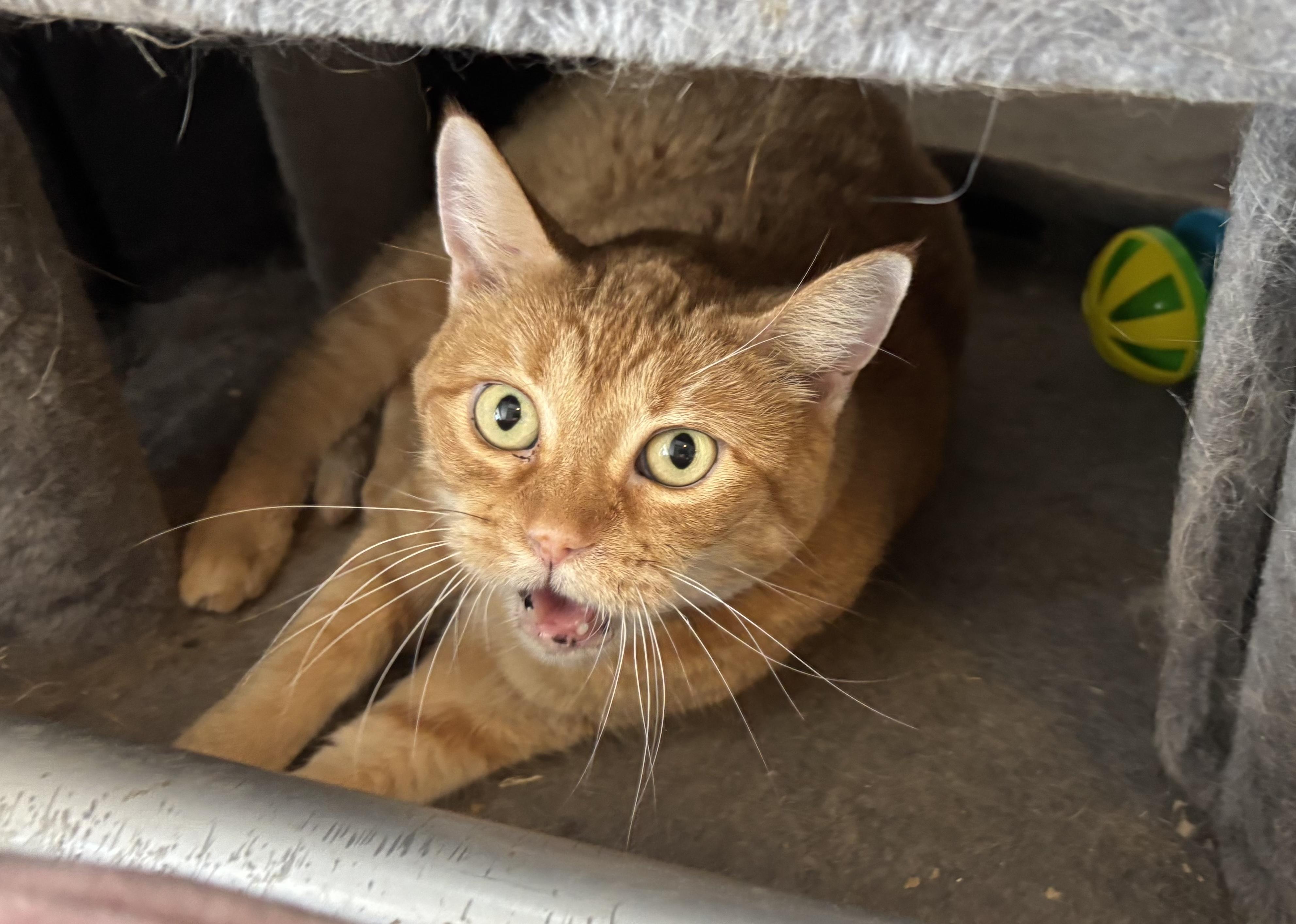 Enlarge Chester, a ADOPTABLE Domestic Short Hair in Shenandoah, IA image 2/3