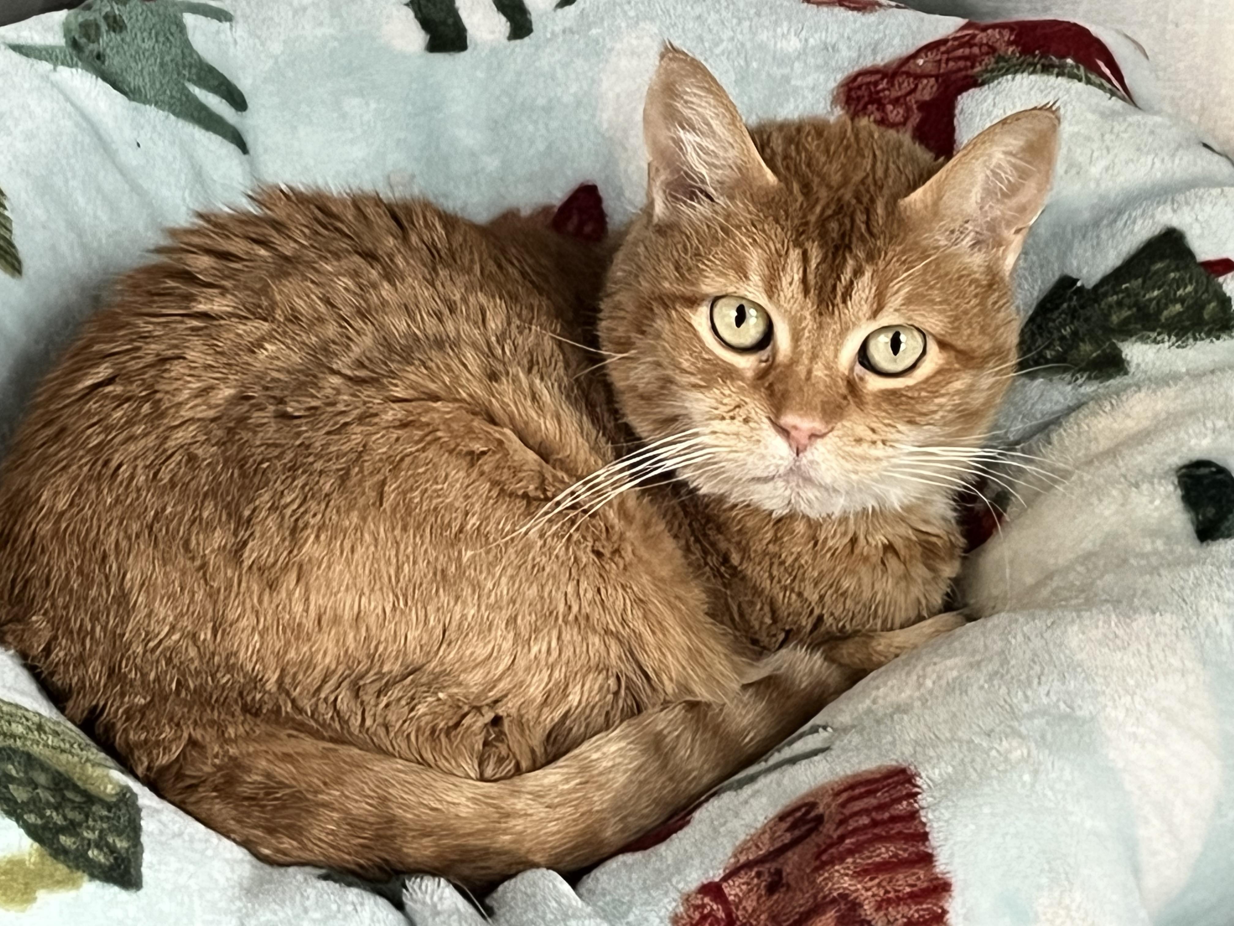 Chester, ADOPTABLE, Senior Male Domestic Short Hair.