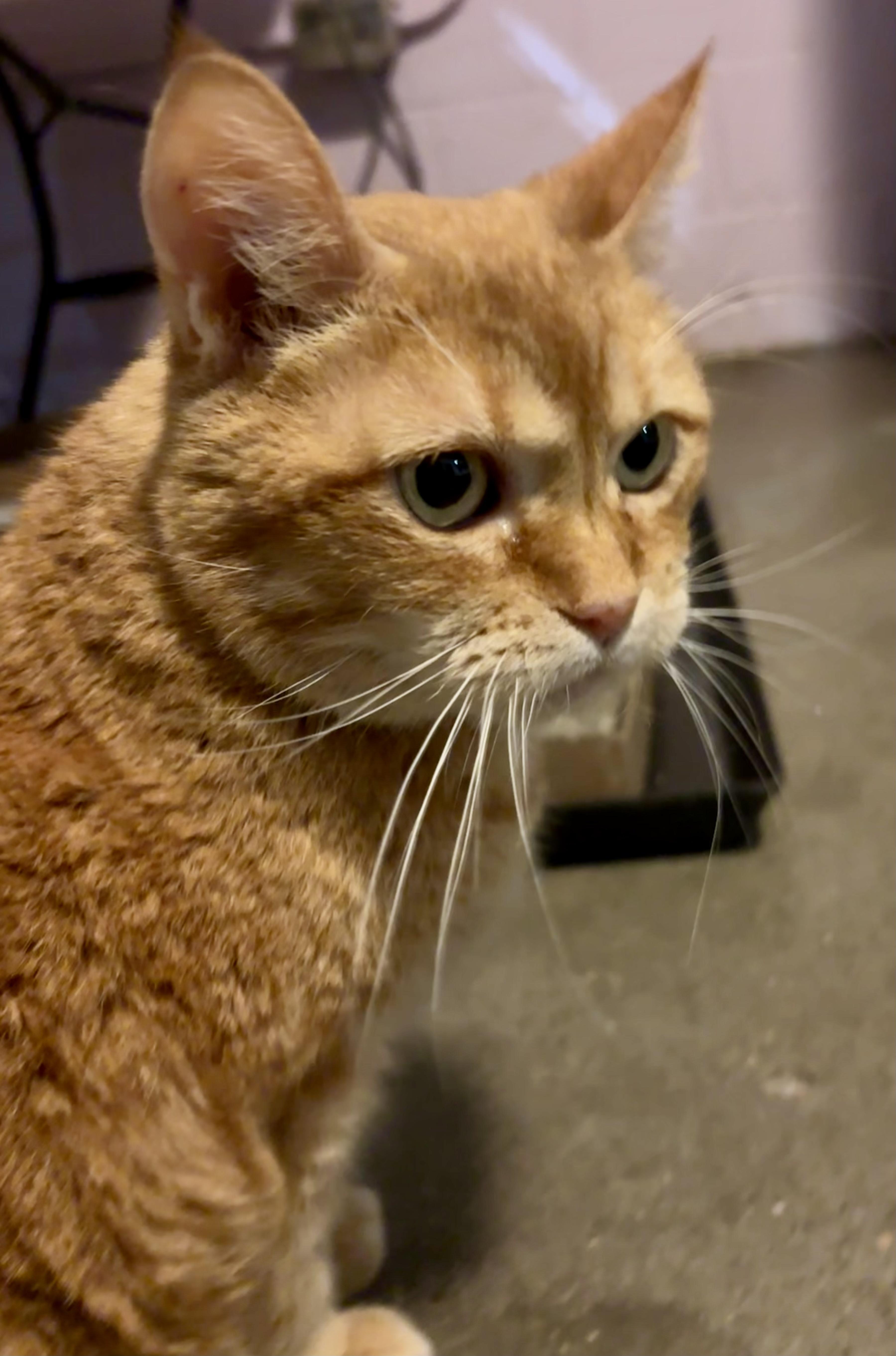 Enlarge Chester, a ADOPTABLE Domestic Short Hair in Shenandoah, IA image 3/3
