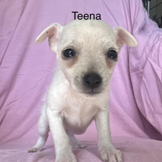 Enlarge Teena, a ADOPTABLE mixed breed in Santa Rosa, CA image 2/2