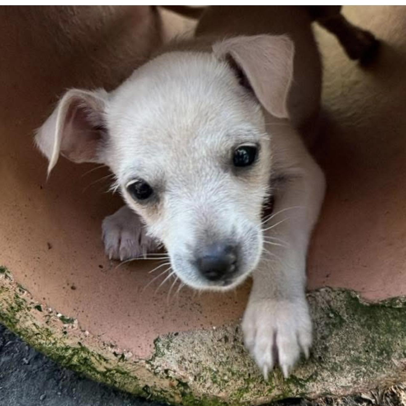 Teena, ADOPTABLE, Puppy Female Terrier.