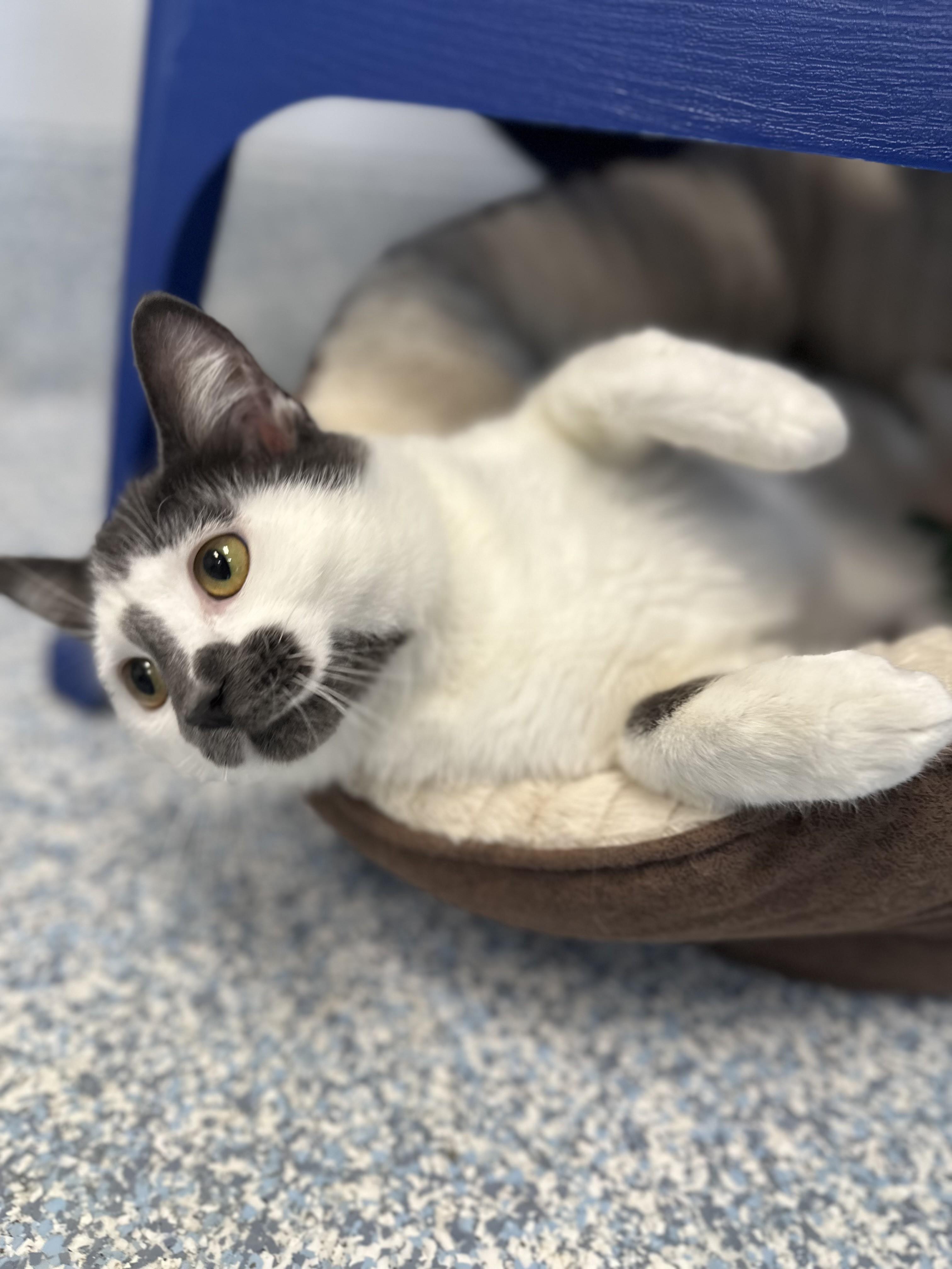 Enlarge Birdie, an adopted Domestic Short Hair in Stafford, VA image 2/2