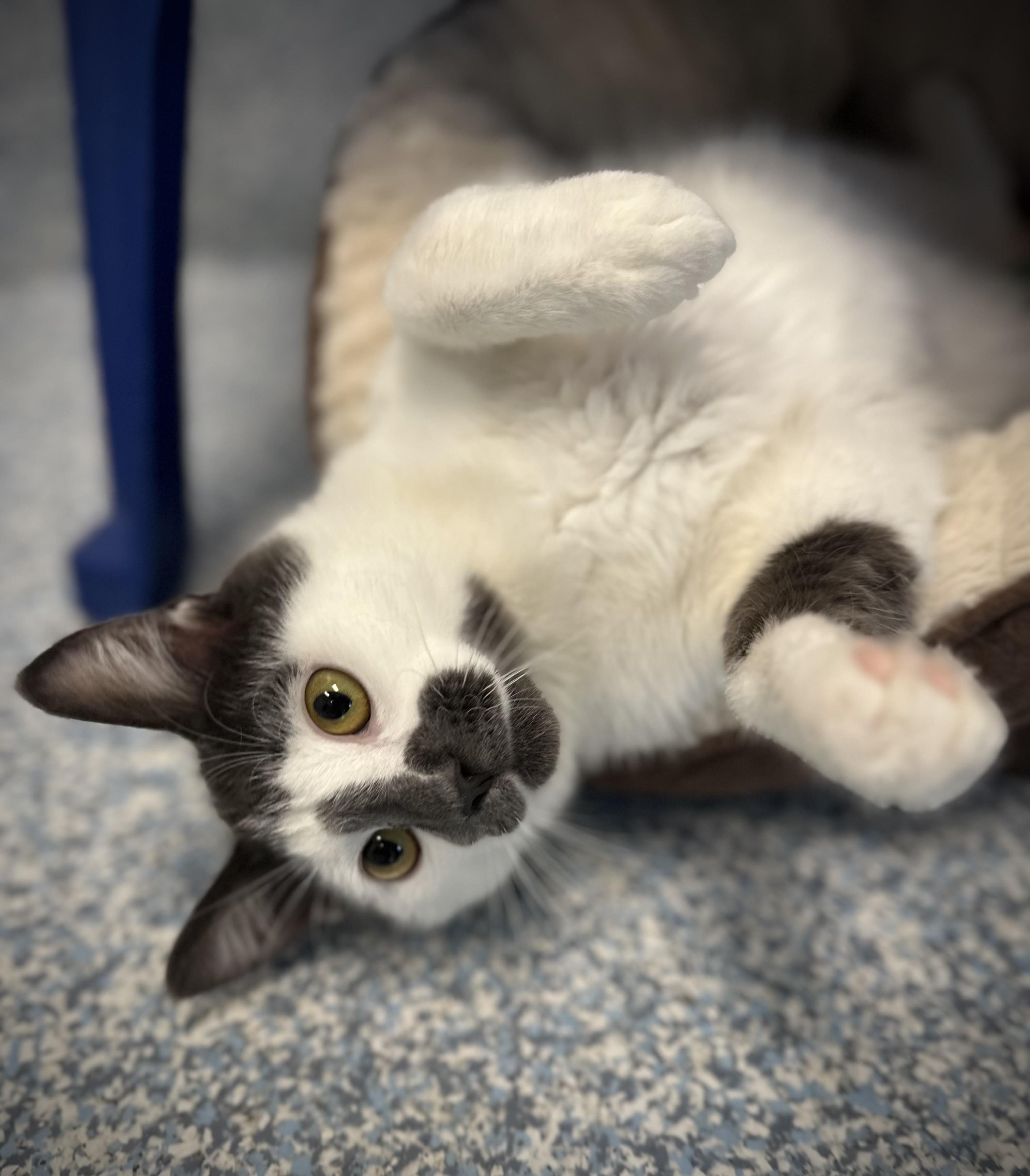 Birdie, adopted, Adult Male Domestic Short Hair.