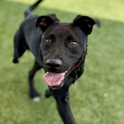 Beck, Adoptable, Young Male Mixed Breed & Mixed Breed.