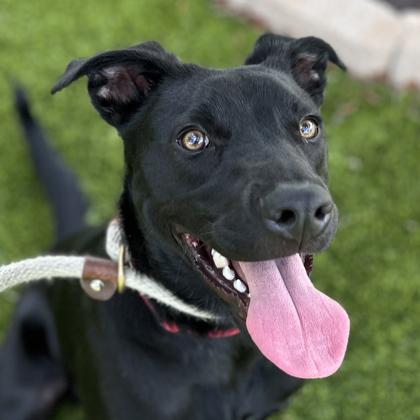 Beck, a Adoptable mixed breed in Atlanta, GA image 2/3
