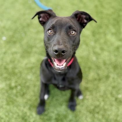 Beck, a Adoptable mixed breed in Atlanta, GA image 3/3
