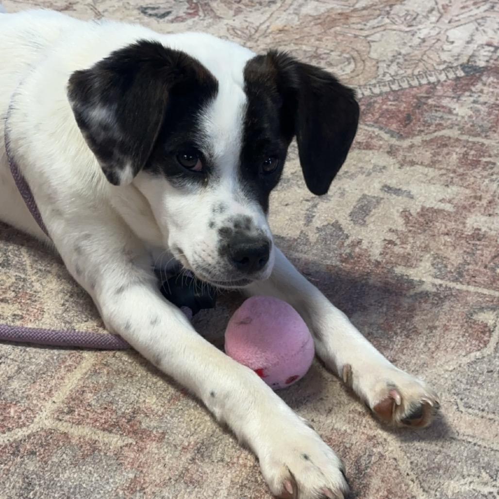 Enlarge Betty, a Adoptable mixed breed in Clarksville, AR image 1/6