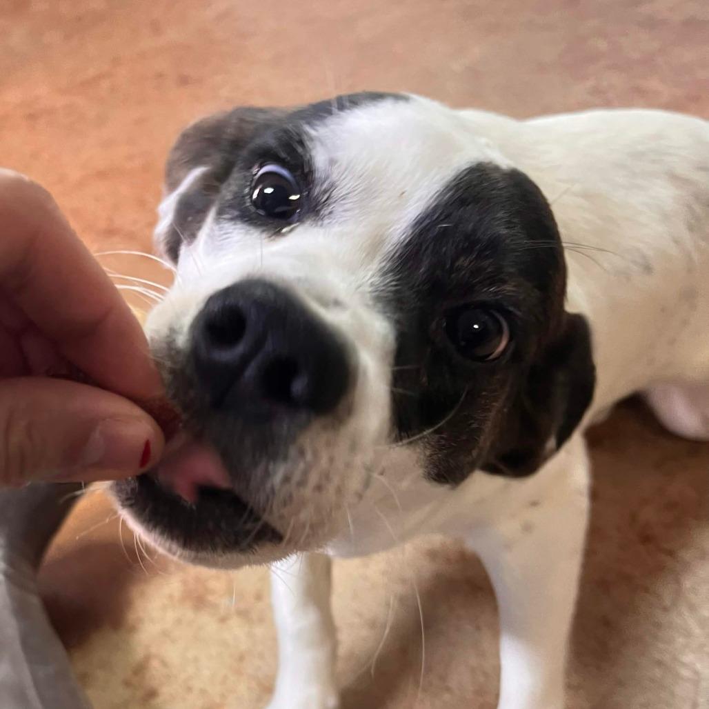 Enlarge Betty, a Adoptable mixed breed in Clarksville, AR image 2/6