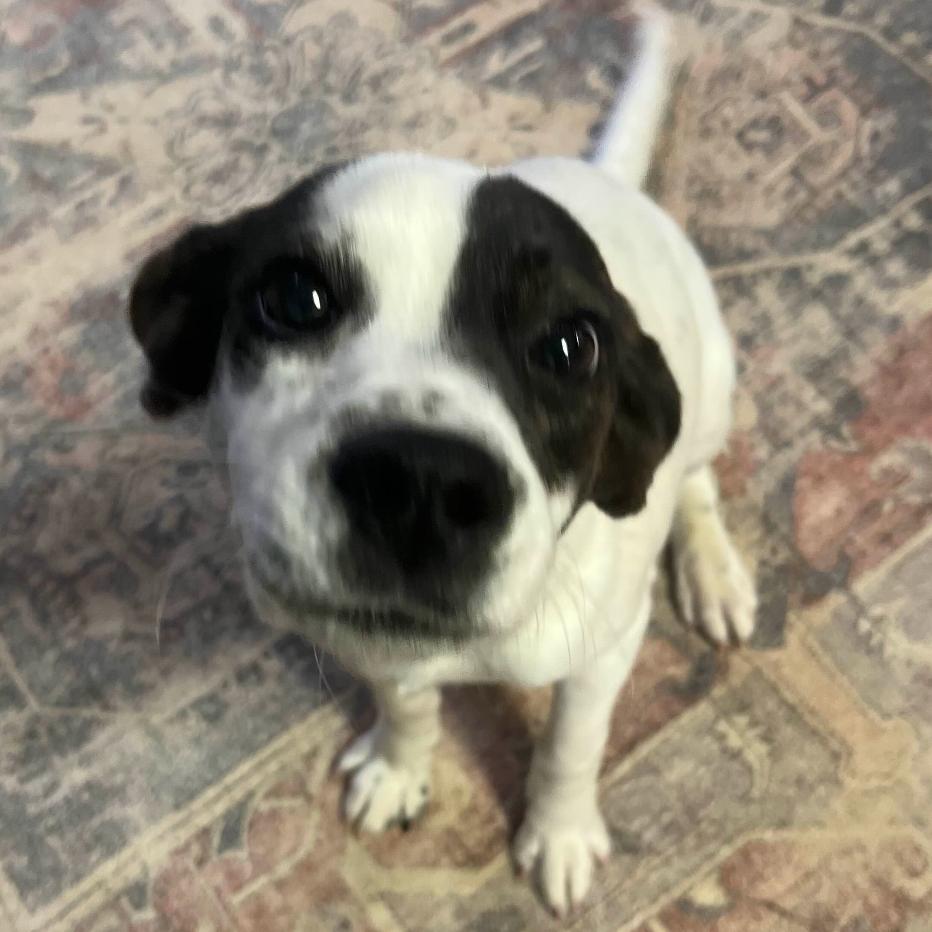 Betty, Adoptable, Puppy Female Australian Cattle Dog / Blue Heeler & Mixed Breed.