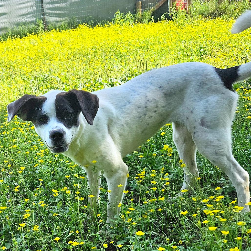 Enlarge Betty, a Adoptable mixed breed in Clarksville, AR image 2/6