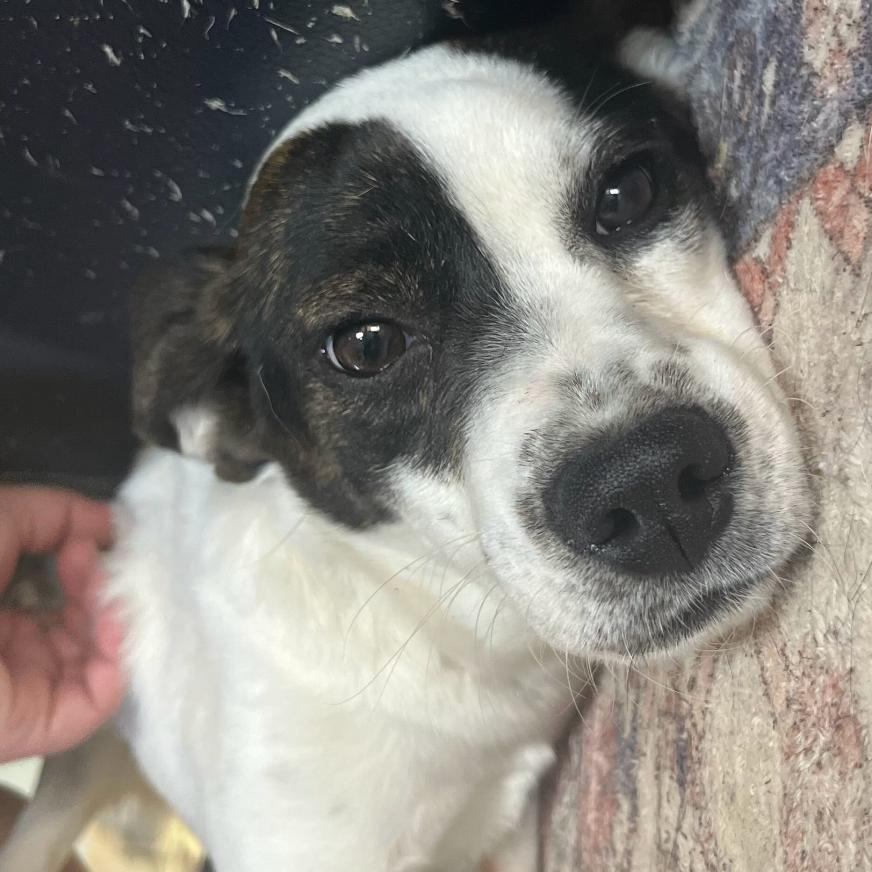 Enlarge Betty, a Adoptable mixed breed in Clarksville, AR image 3/6