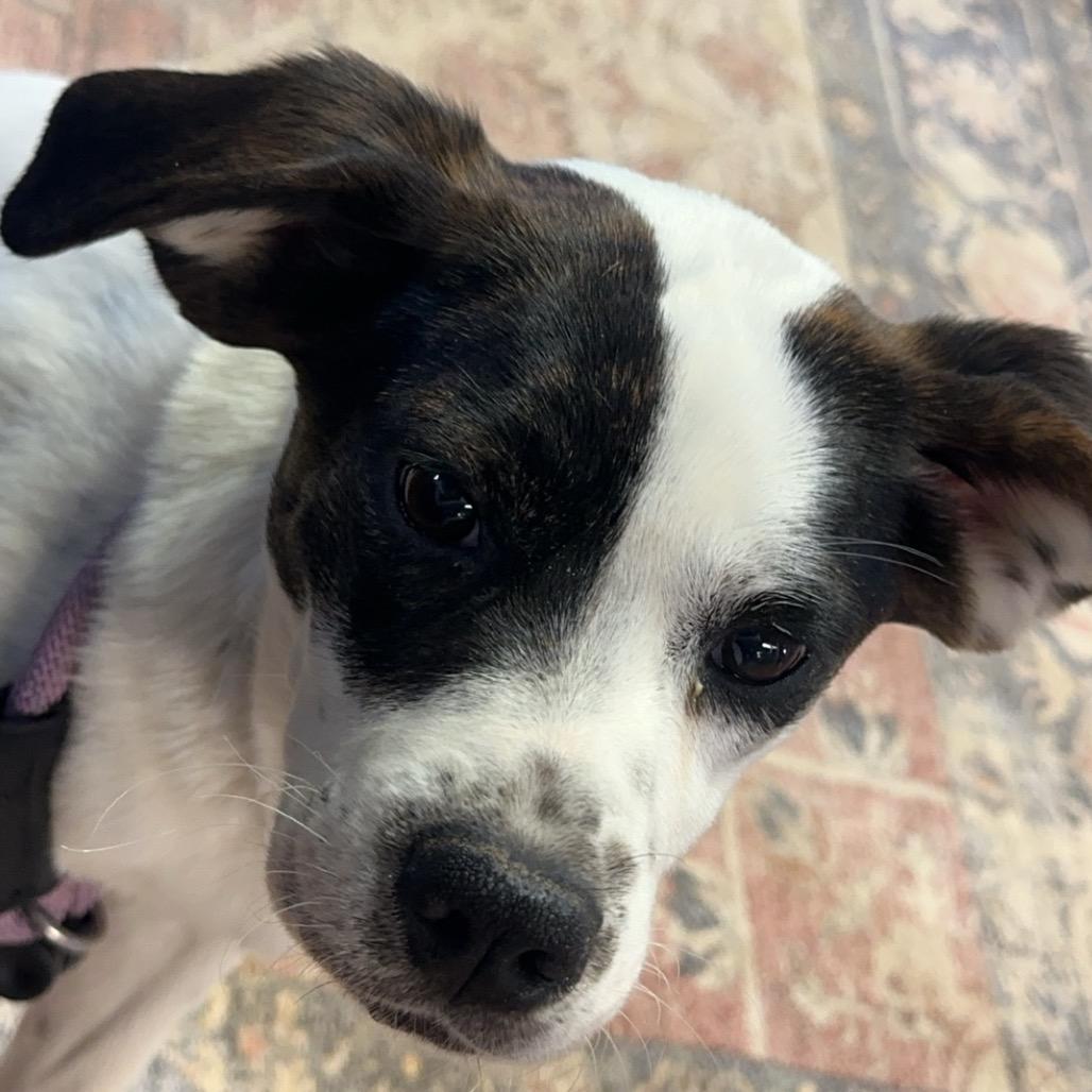 Enlarge Betty, a Adoptable mixed breed in Clarksville, AR image 4/6