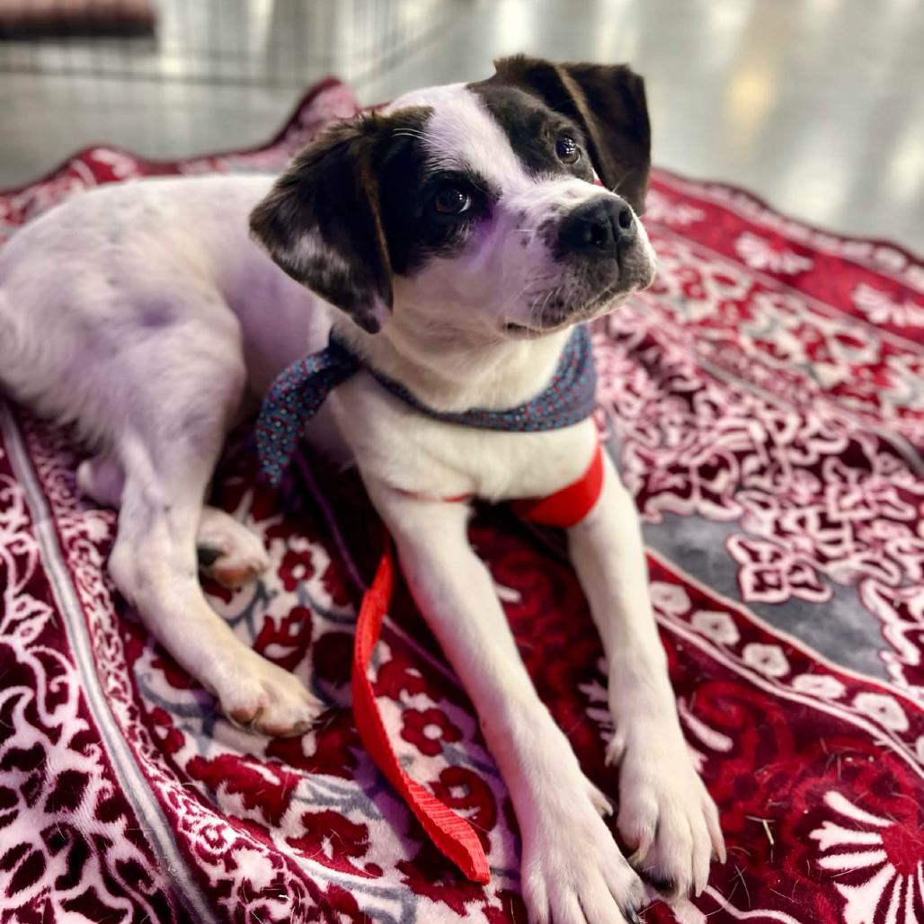 Enlarge Betty, a Adoptable mixed breed in Clarksville, AR image 5/6