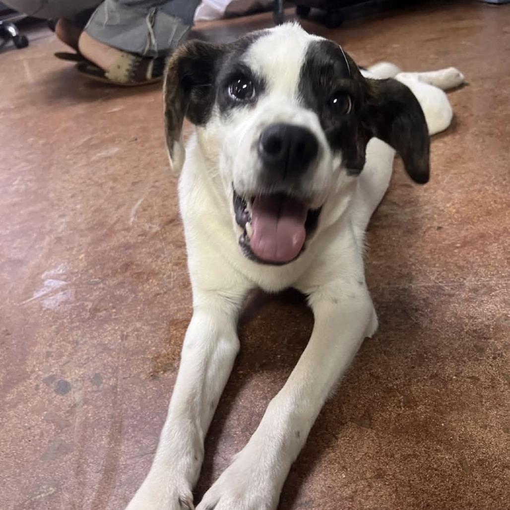 Enlarge Betty, a Adoptable mixed breed in Clarksville, AR image 4/6