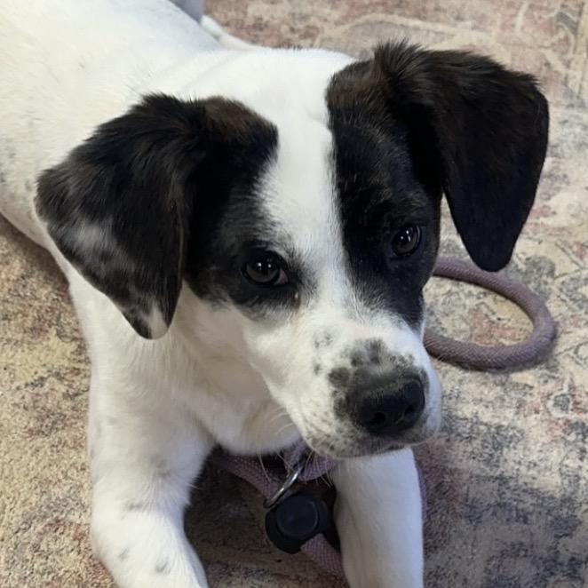 Enlarge Betty, a Adoptable mixed breed in Clarksville, AR image 6/6