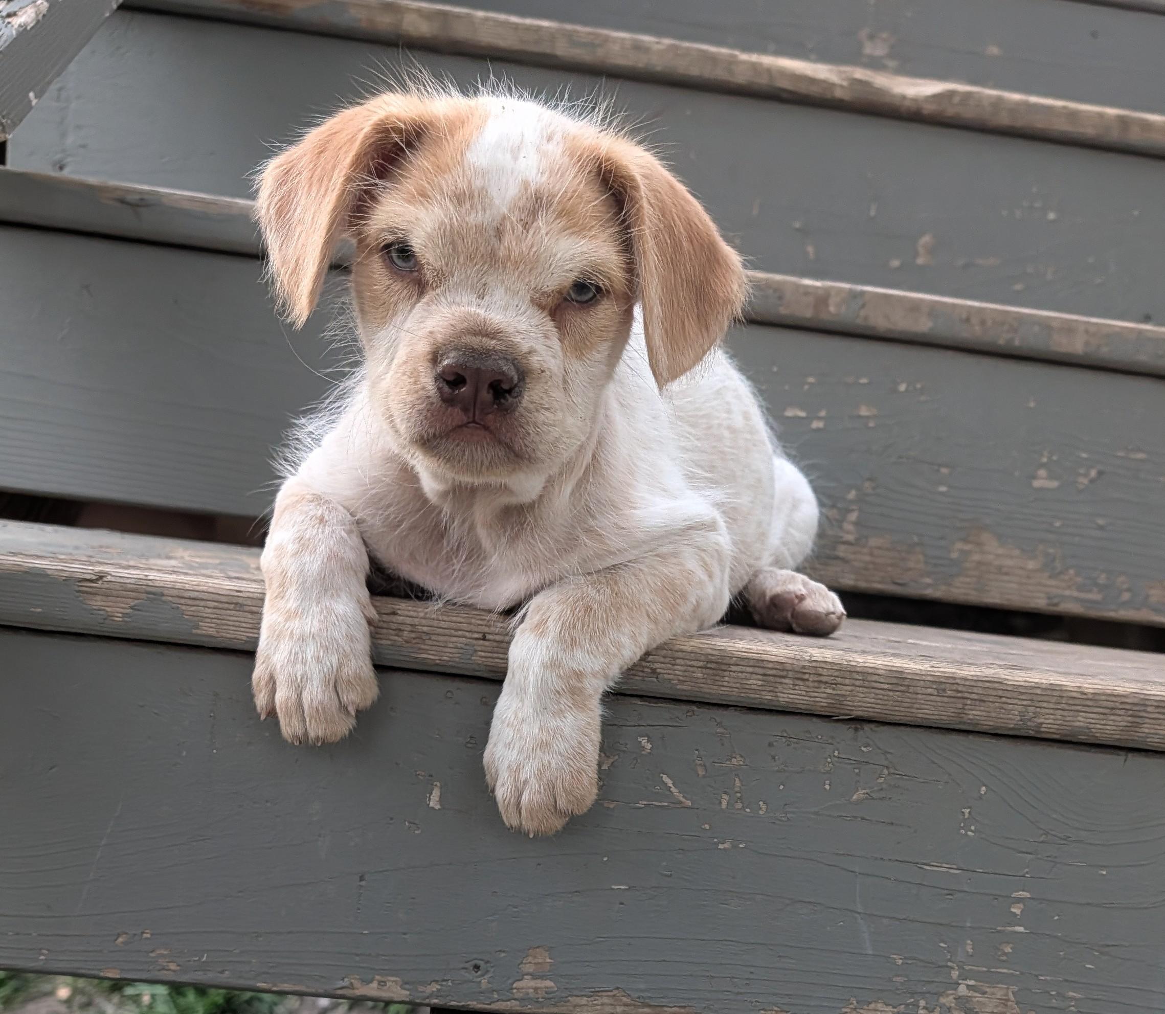 Kola, a ADOPTABLE mixed breed in Hoffman Estates, IL image 5/6