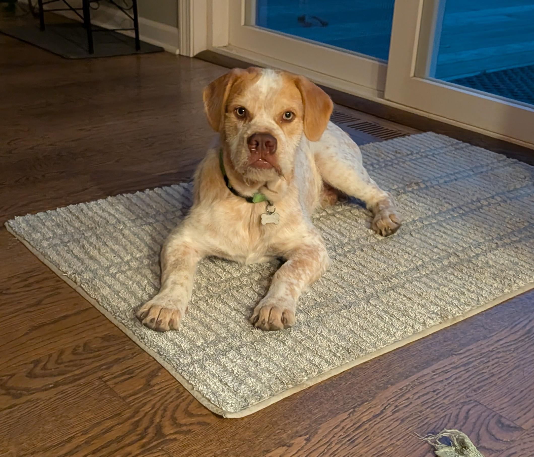 Enlarge Kola, a Adoptable mixed breed in Hoffman Estates, IL image 2/6